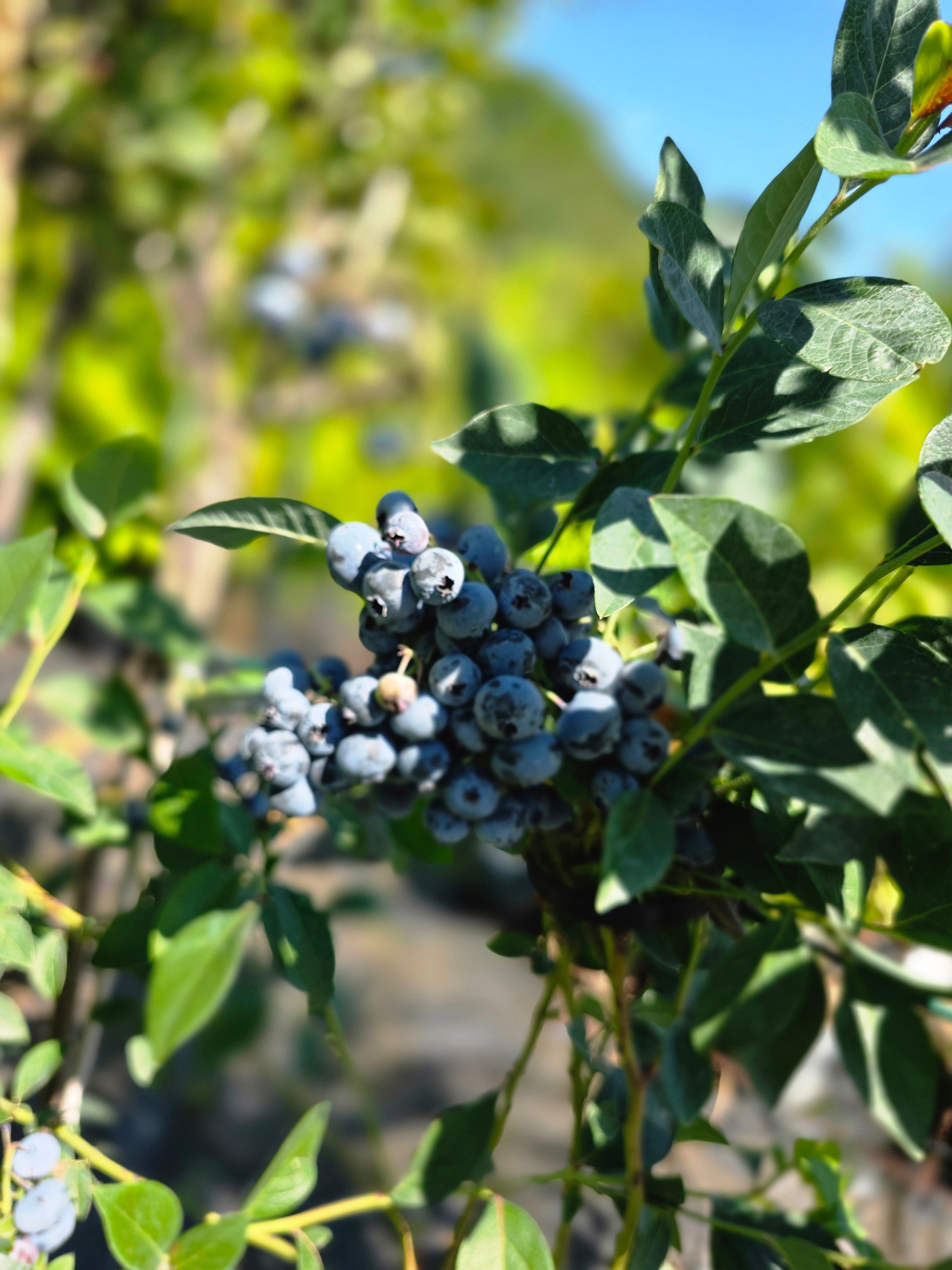 Heidelbeere 'Duke' - Vaccinium corymb.'Duke'