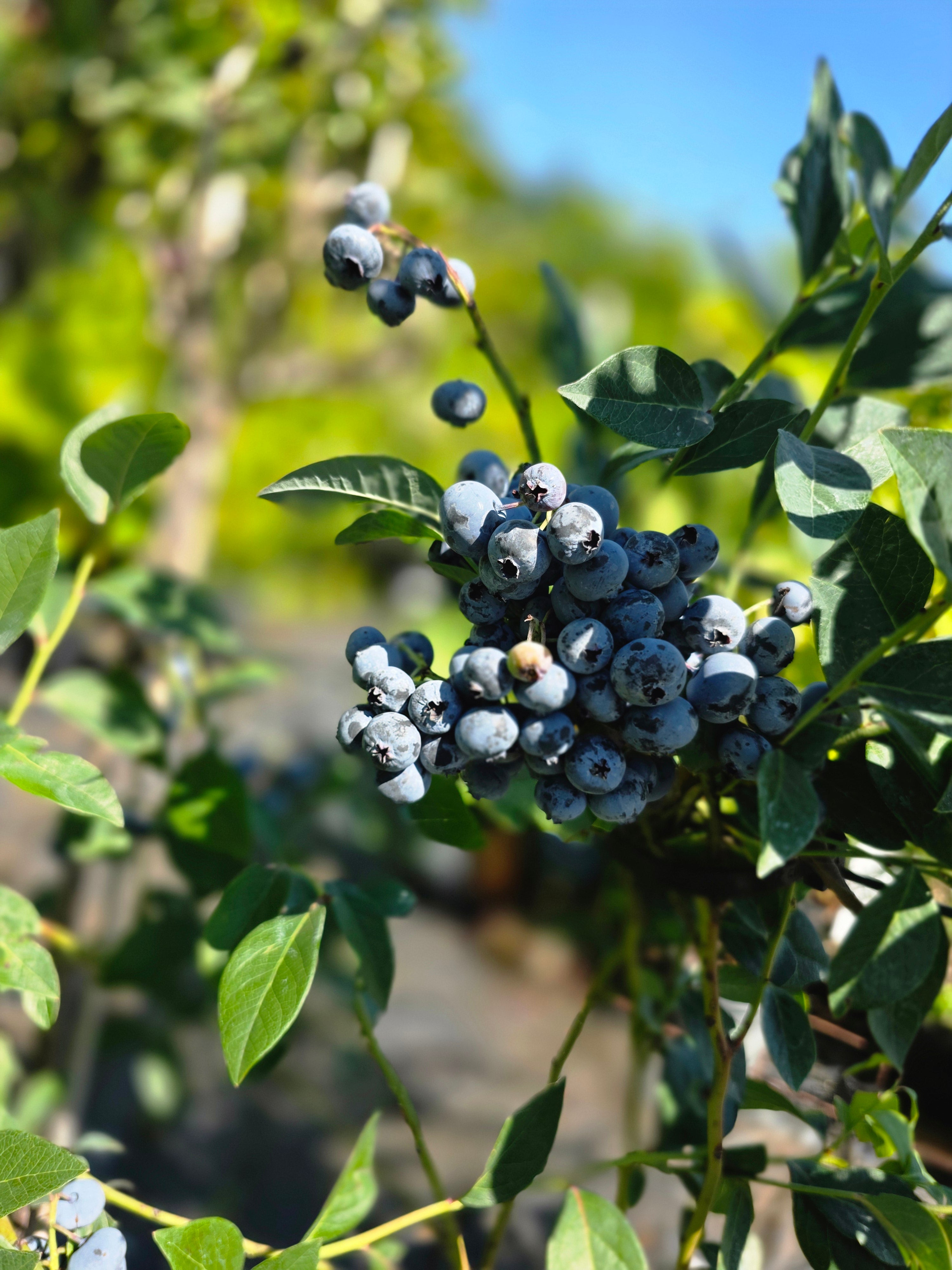 Heidelbeere 'Duke' - Vaccinium corymb.'Duke'
