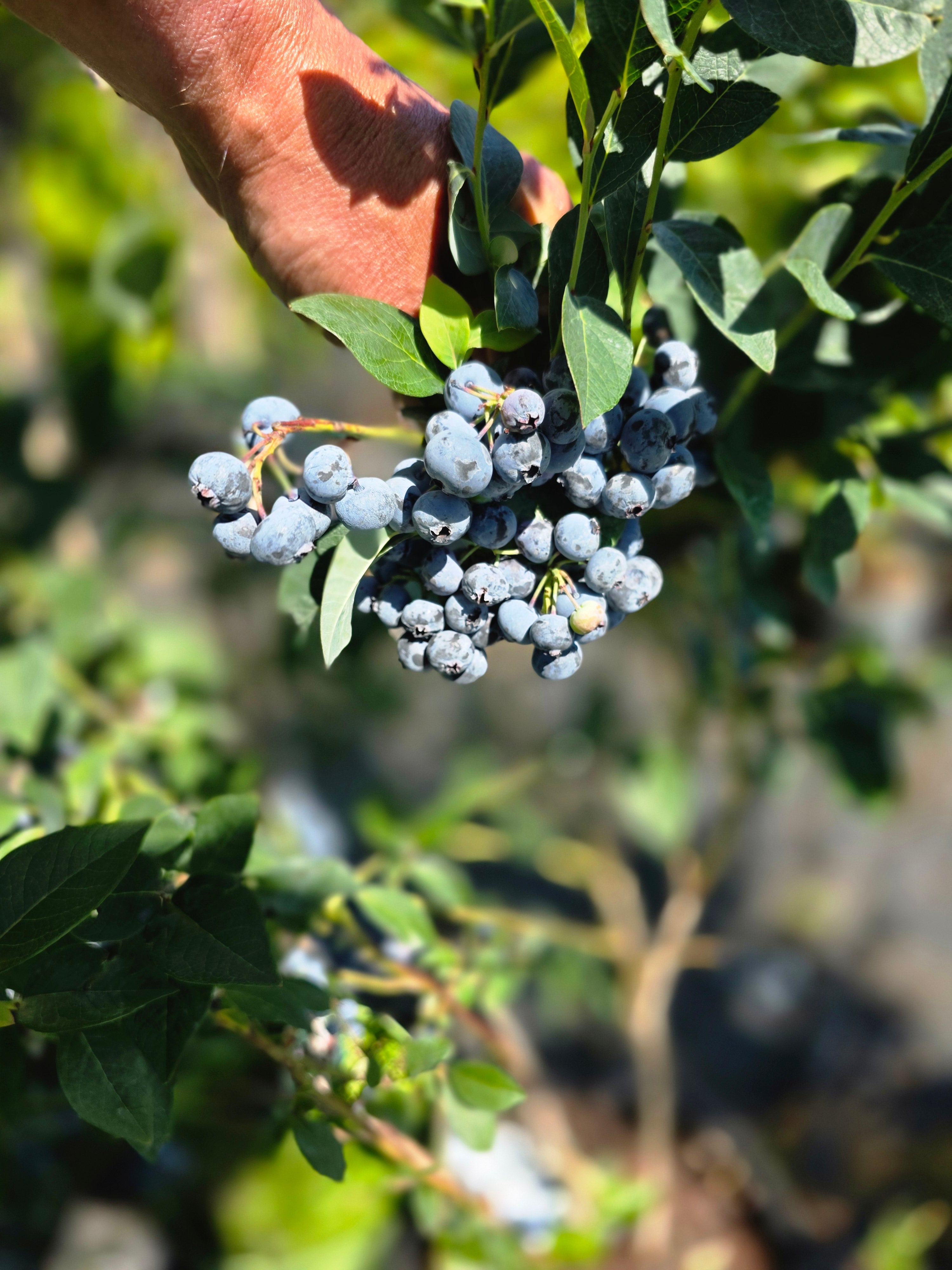 Heidelbeere 'Duke' - Vaccinium corymb.'Duke'