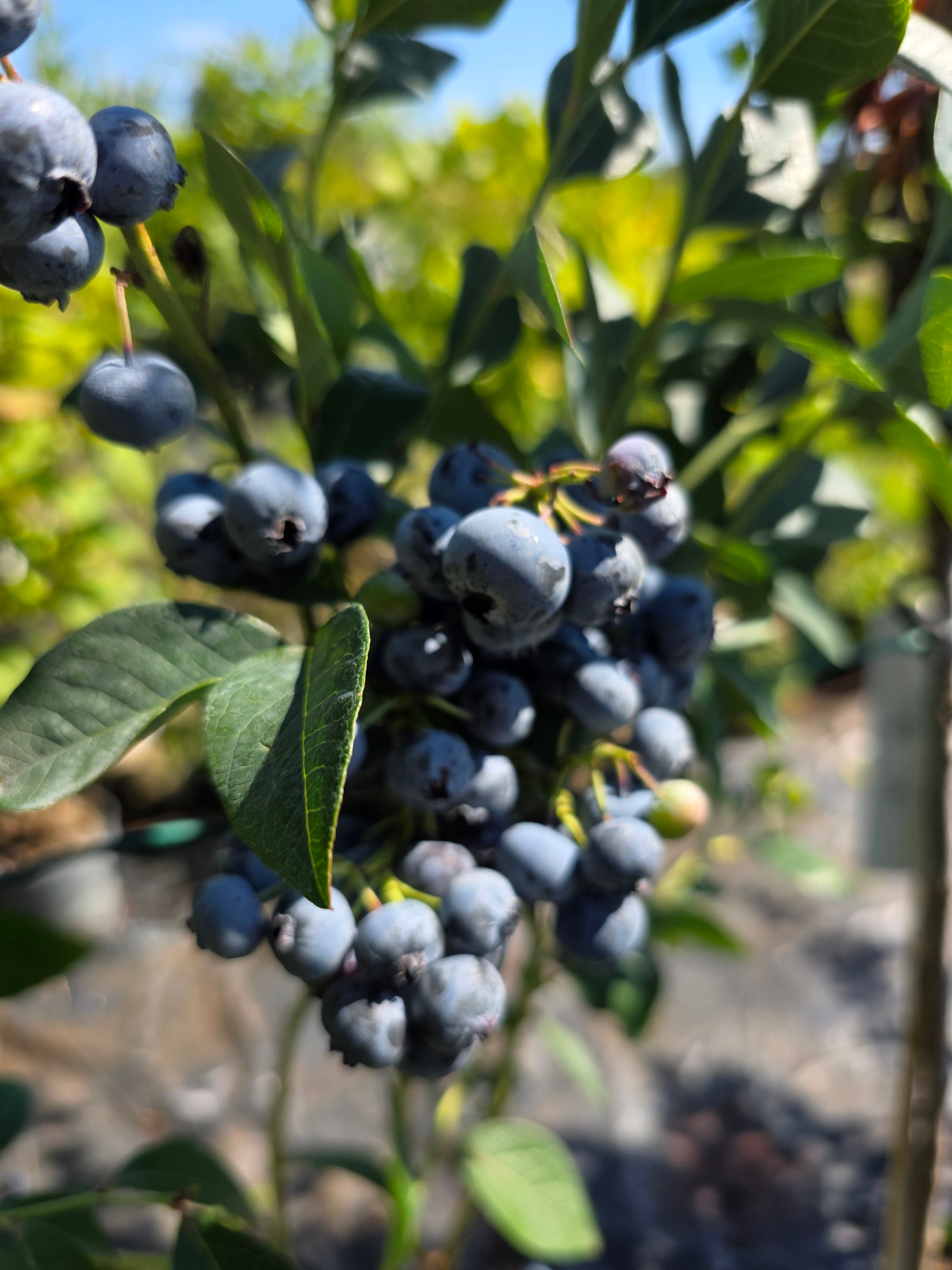 Heidelbeere 'Duke' - Vaccinium corymb.'Duke'