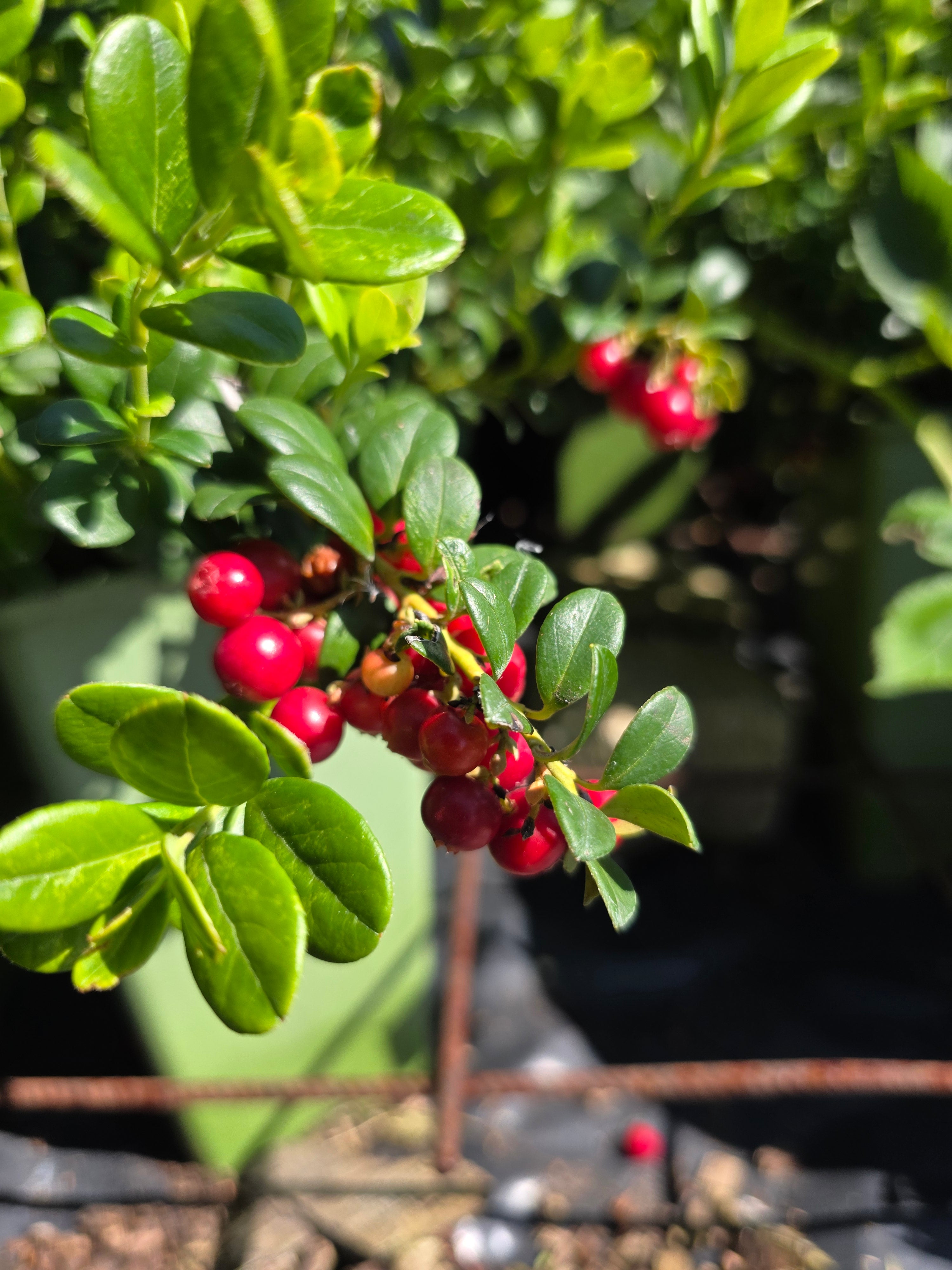 Preiselbeere 'Koralle' - Vaccinium vitis-idaea 'Koralle'
