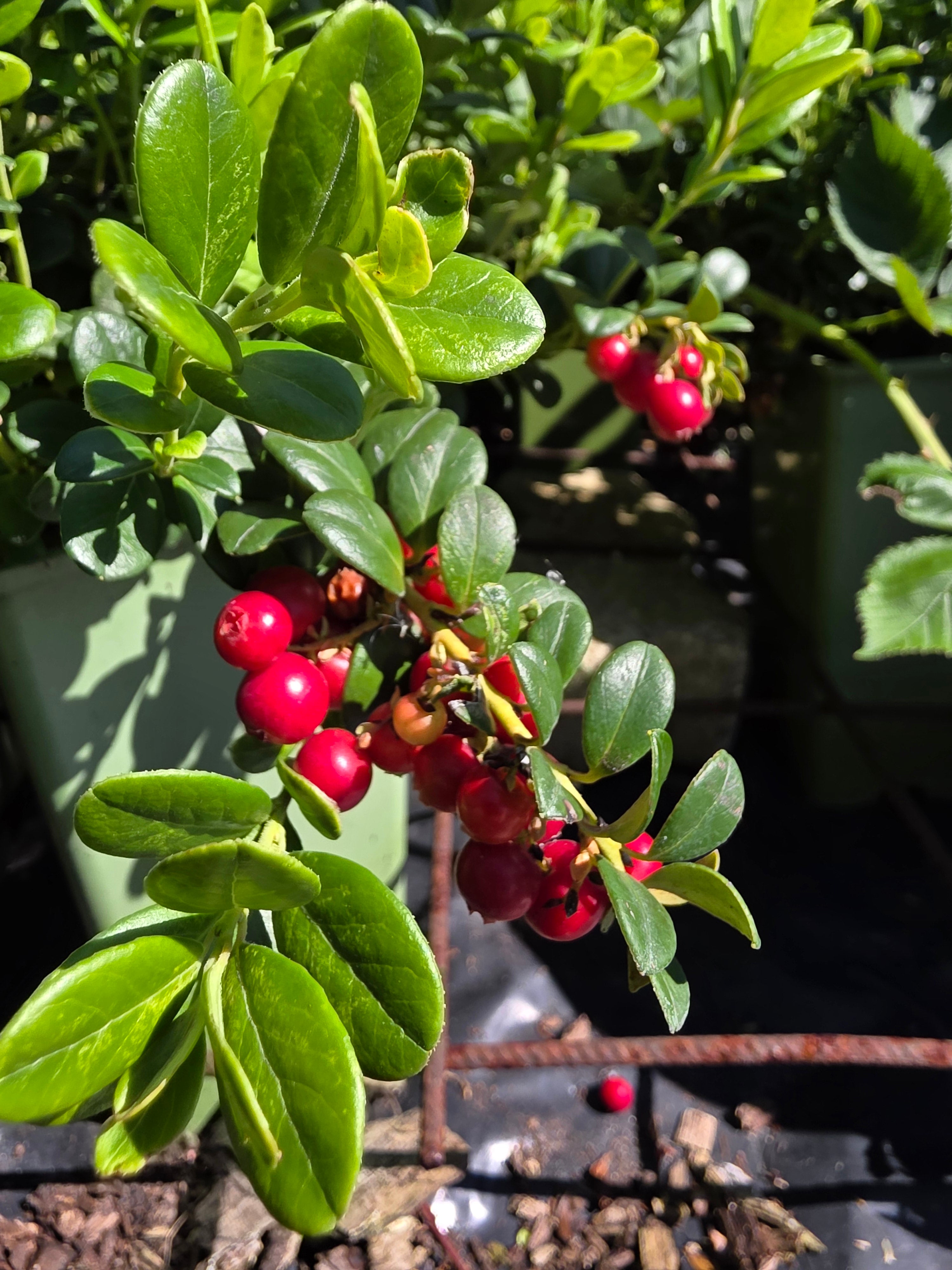 Preiselbeere 'Koralle' - Vaccinium vitis-idaea 'Koralle'
