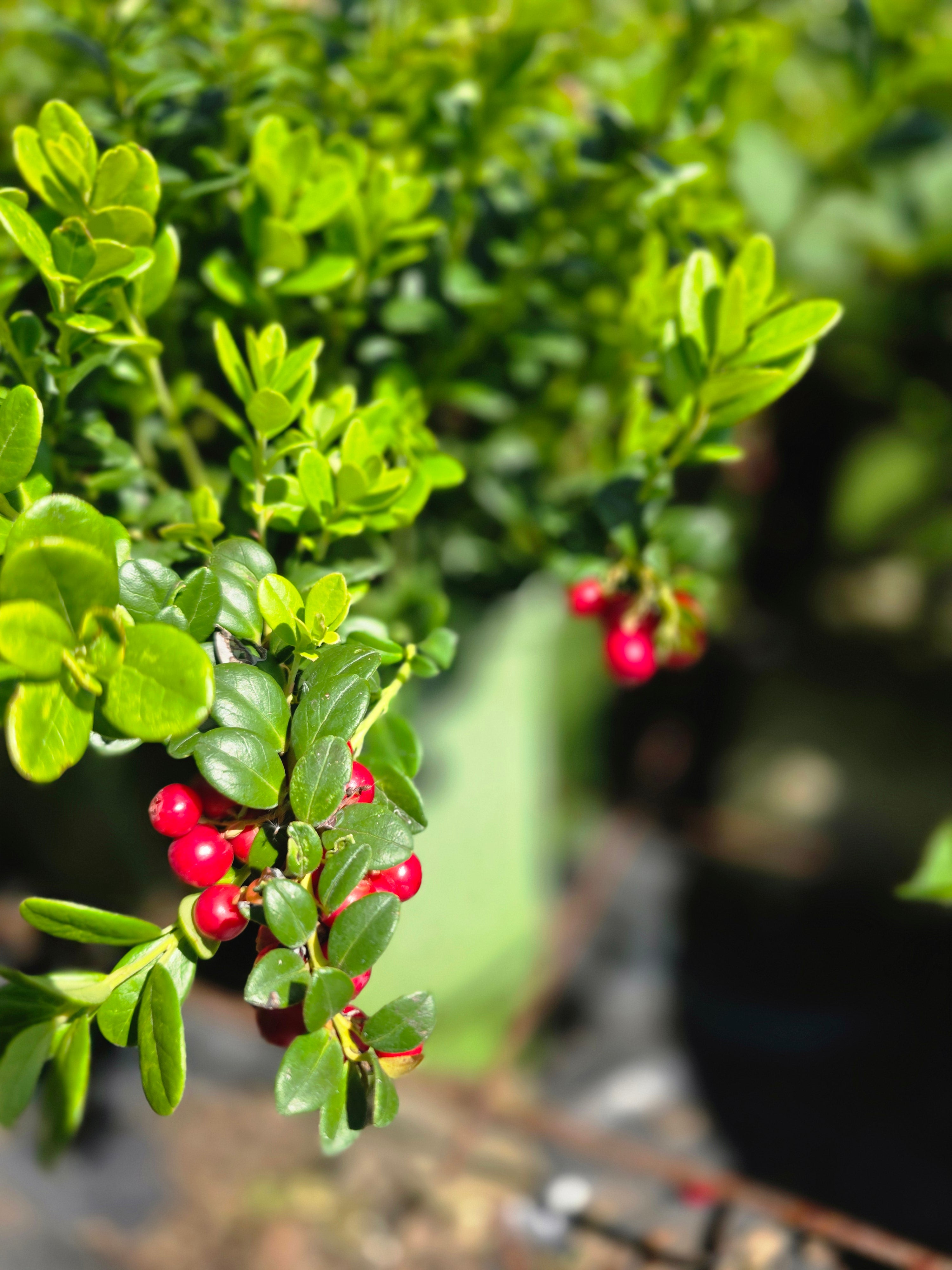 Preiselbeere 'Koralle' - Vaccinium vitis-idaea 'Koralle'