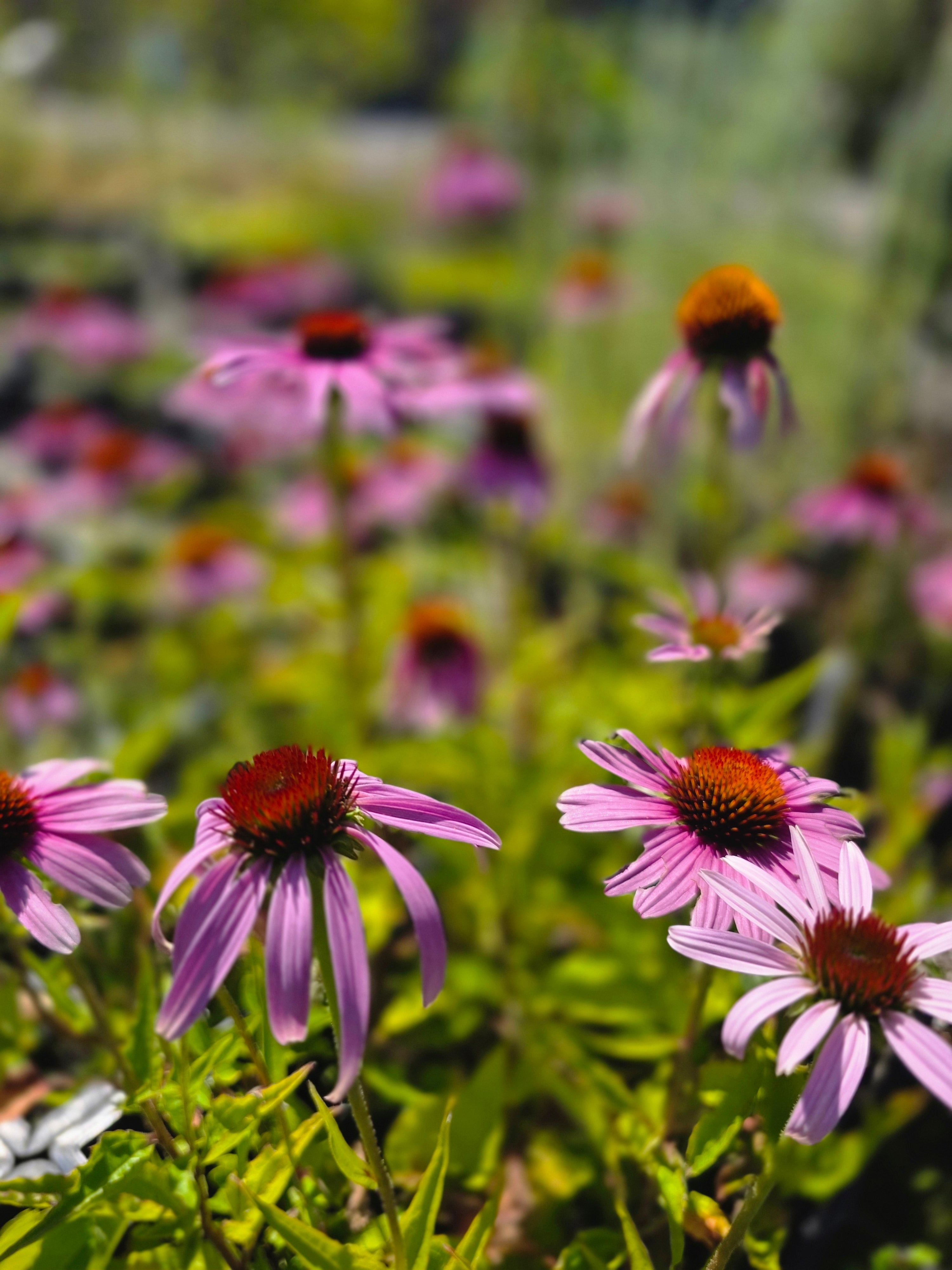Purpursonnenhut - Echinacea purpurea