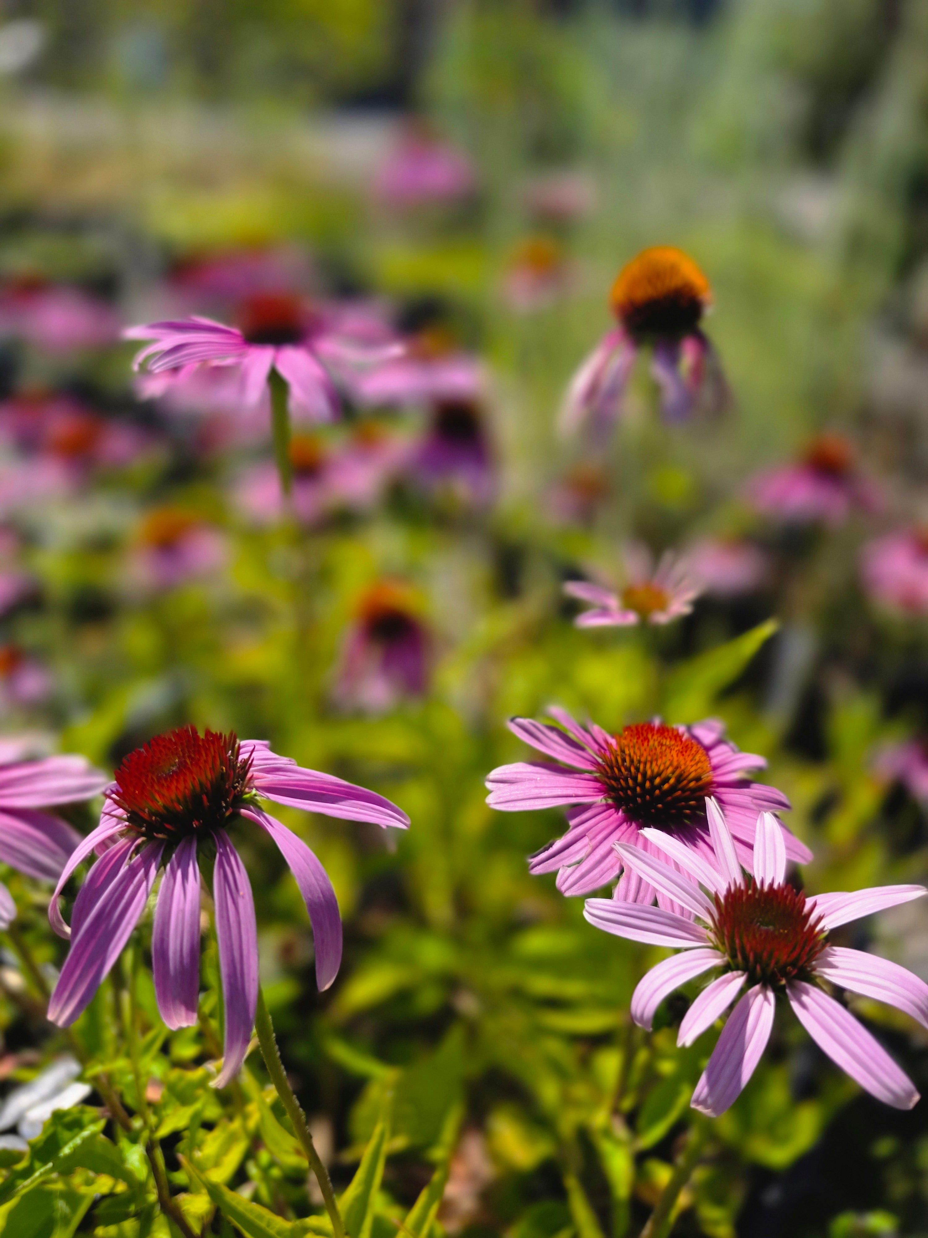 Purpursonnenhut - Echinacea purpurea
