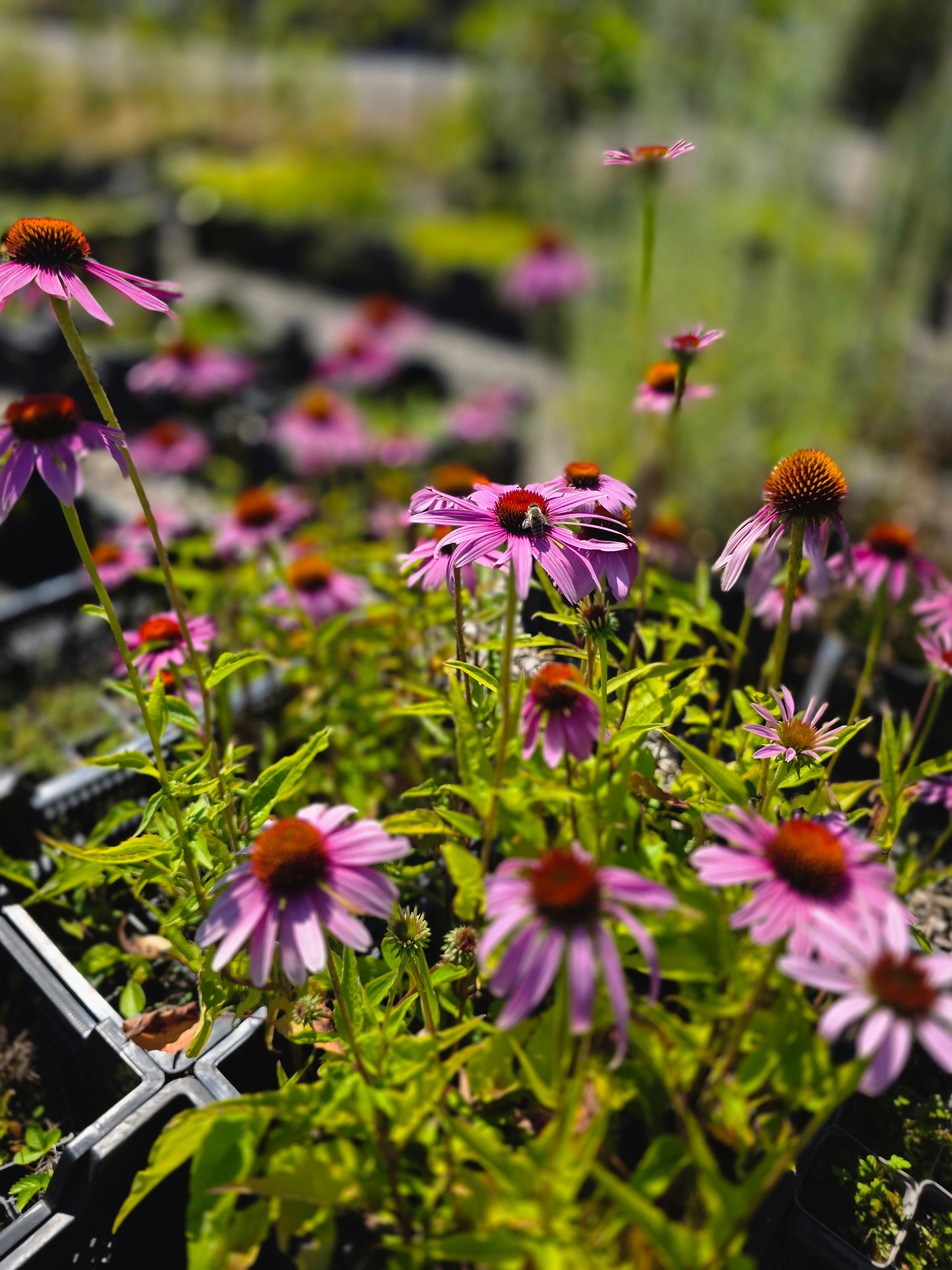 Purpursonnenhut - Echinacea purpurea