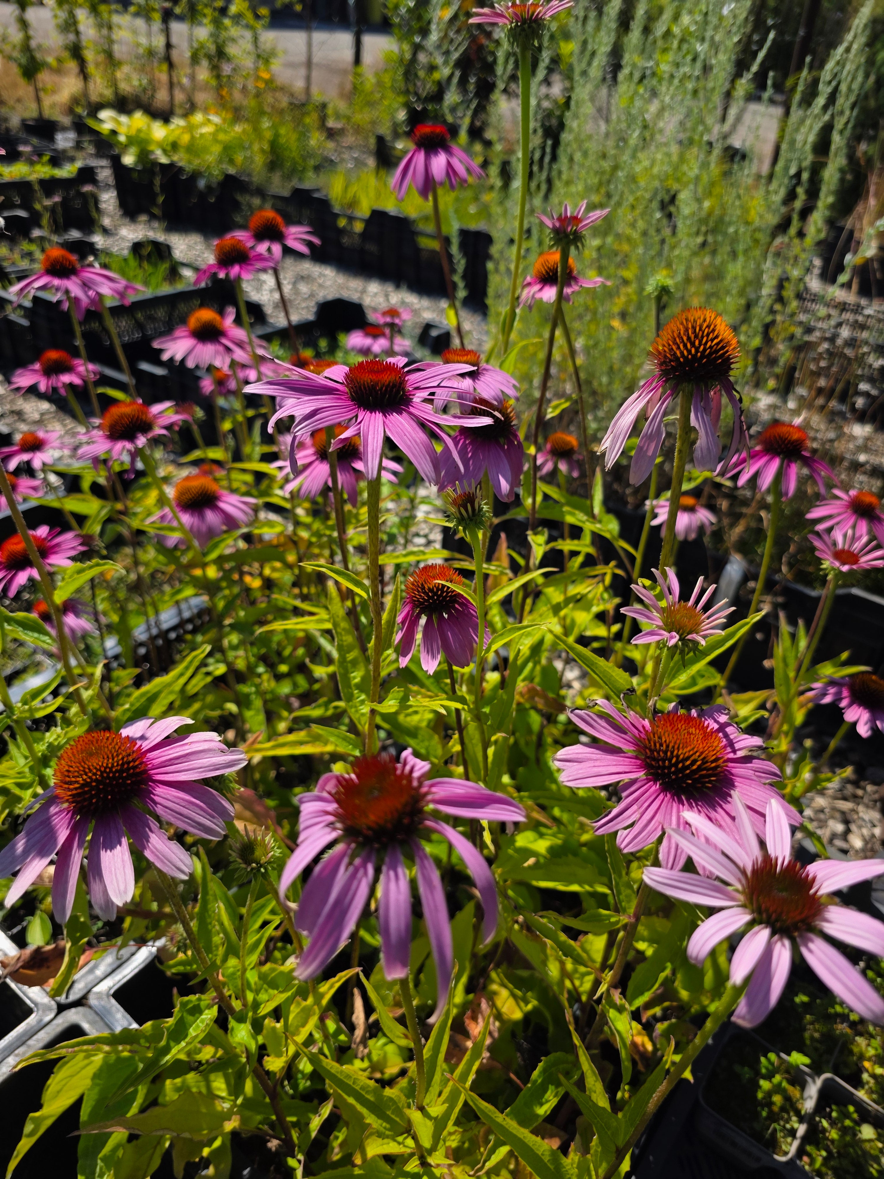 Purpursonnenhut - Echinacea purpurea