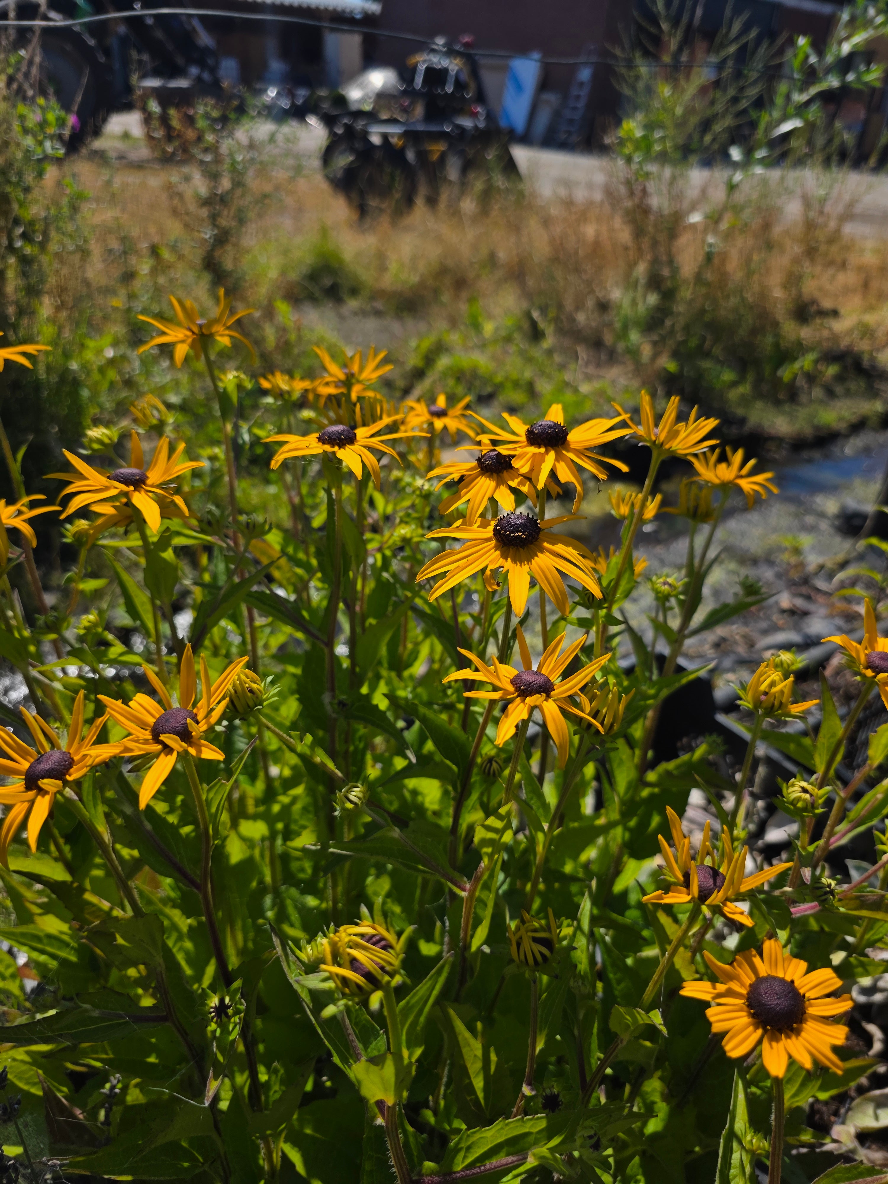 Leuchtender Garten-Sonnenhut - Rudbeckia fulgida sullivantii 'Goldsturm'
