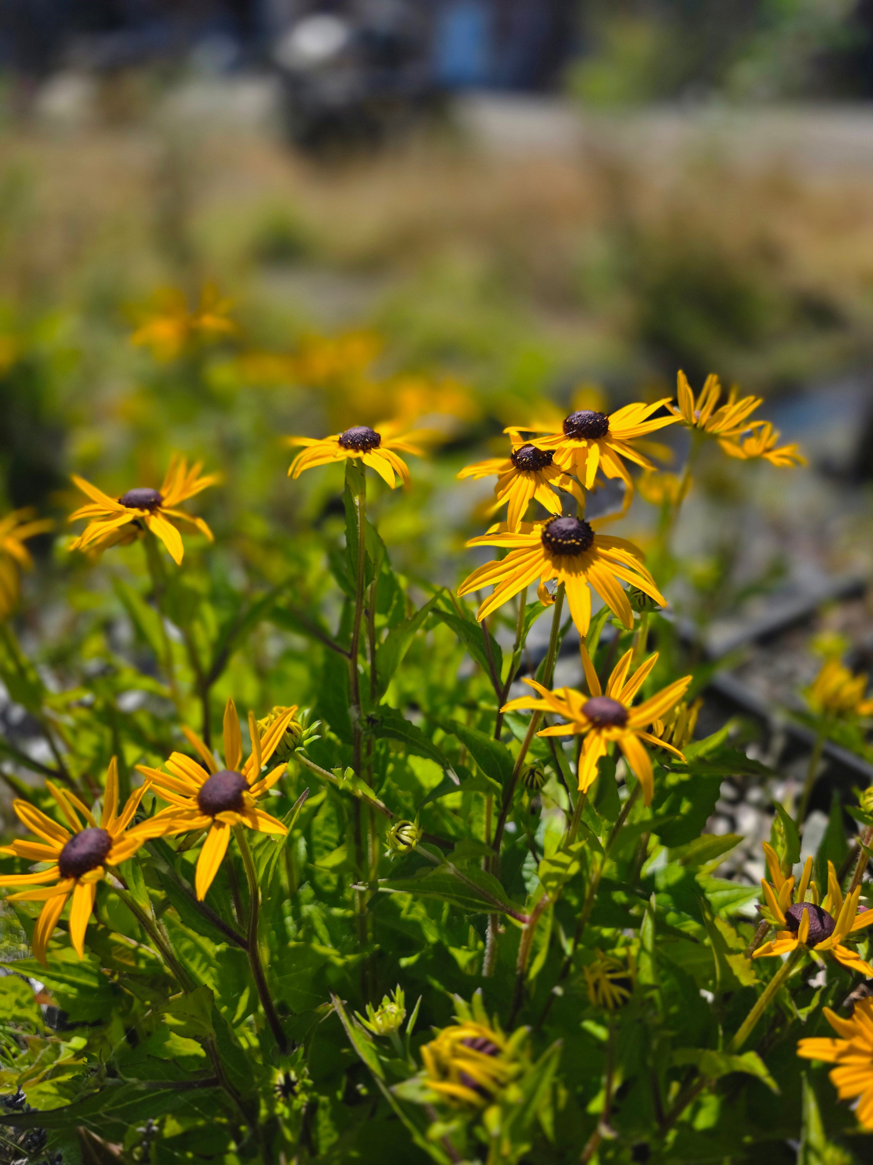 Leuchtender Garten-Sonnenhut - Rudbeckia fulgida sullivantii 'Goldsturm'