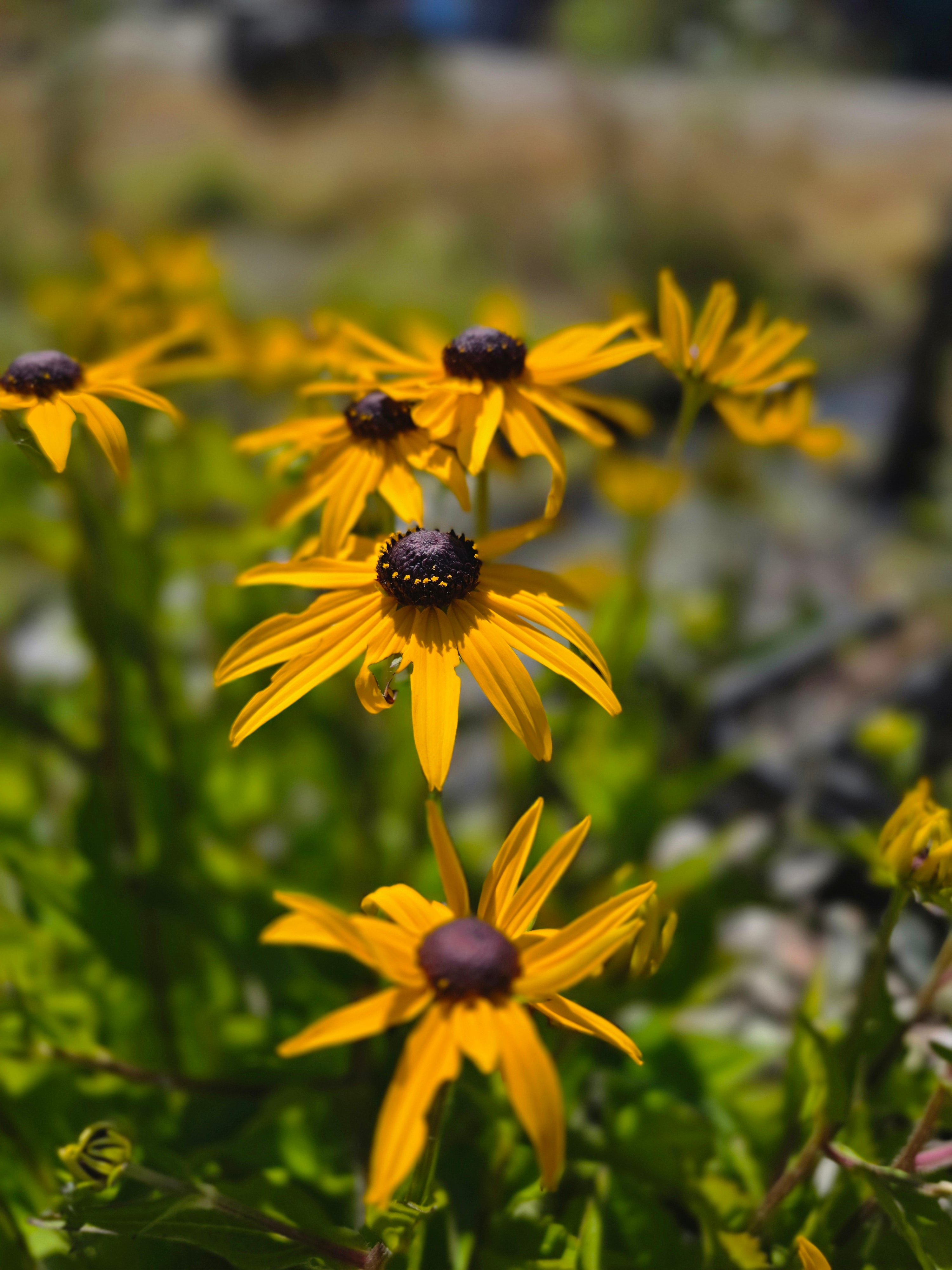 Leuchtender Garten-Sonnenhut - Rudbeckia fulgida sullivantii 'Goldsturm'