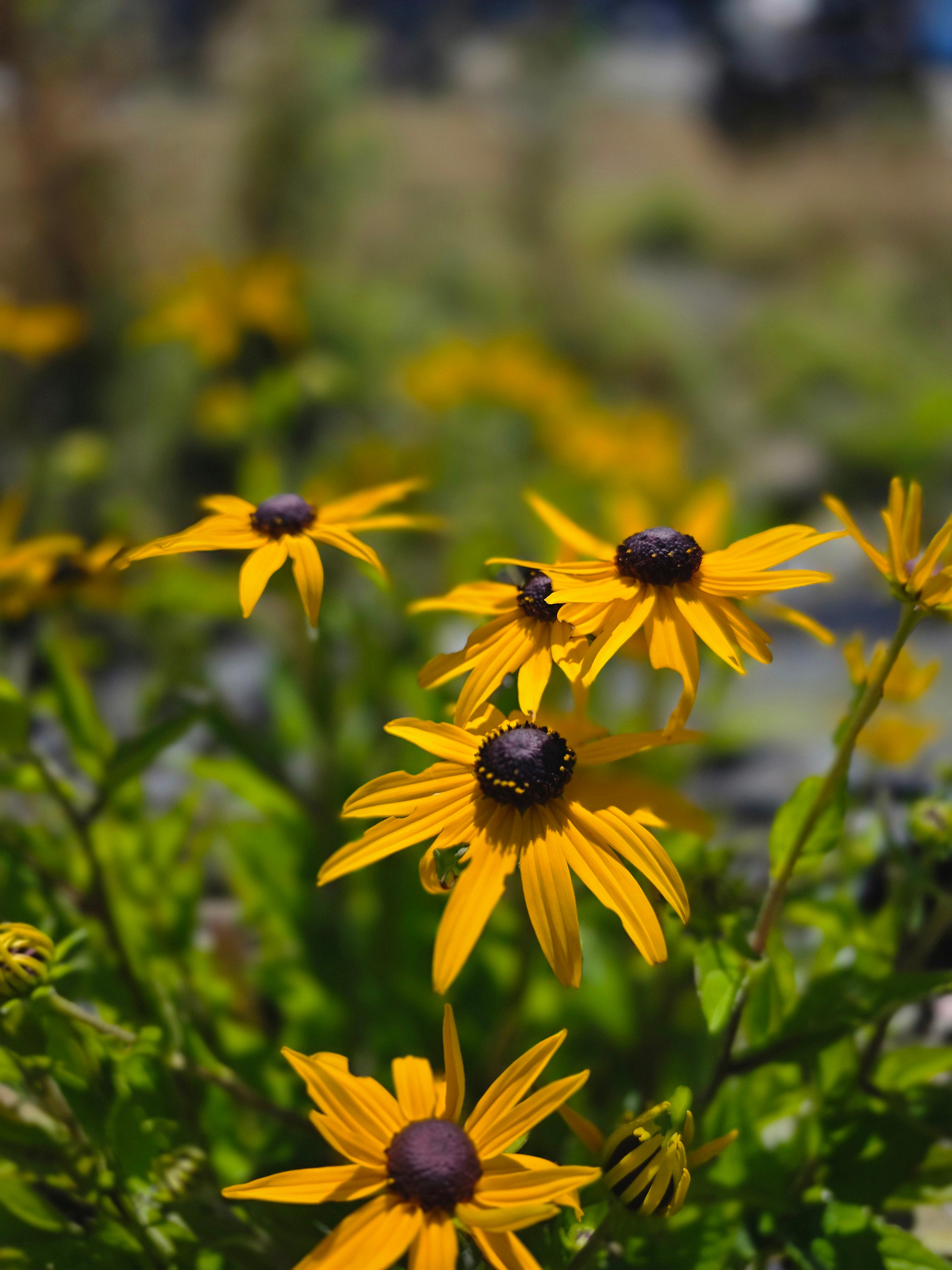 Leuchtender Garten-Sonnenhut - Rudbeckia fulgida sullivantii 'Goldsturm'