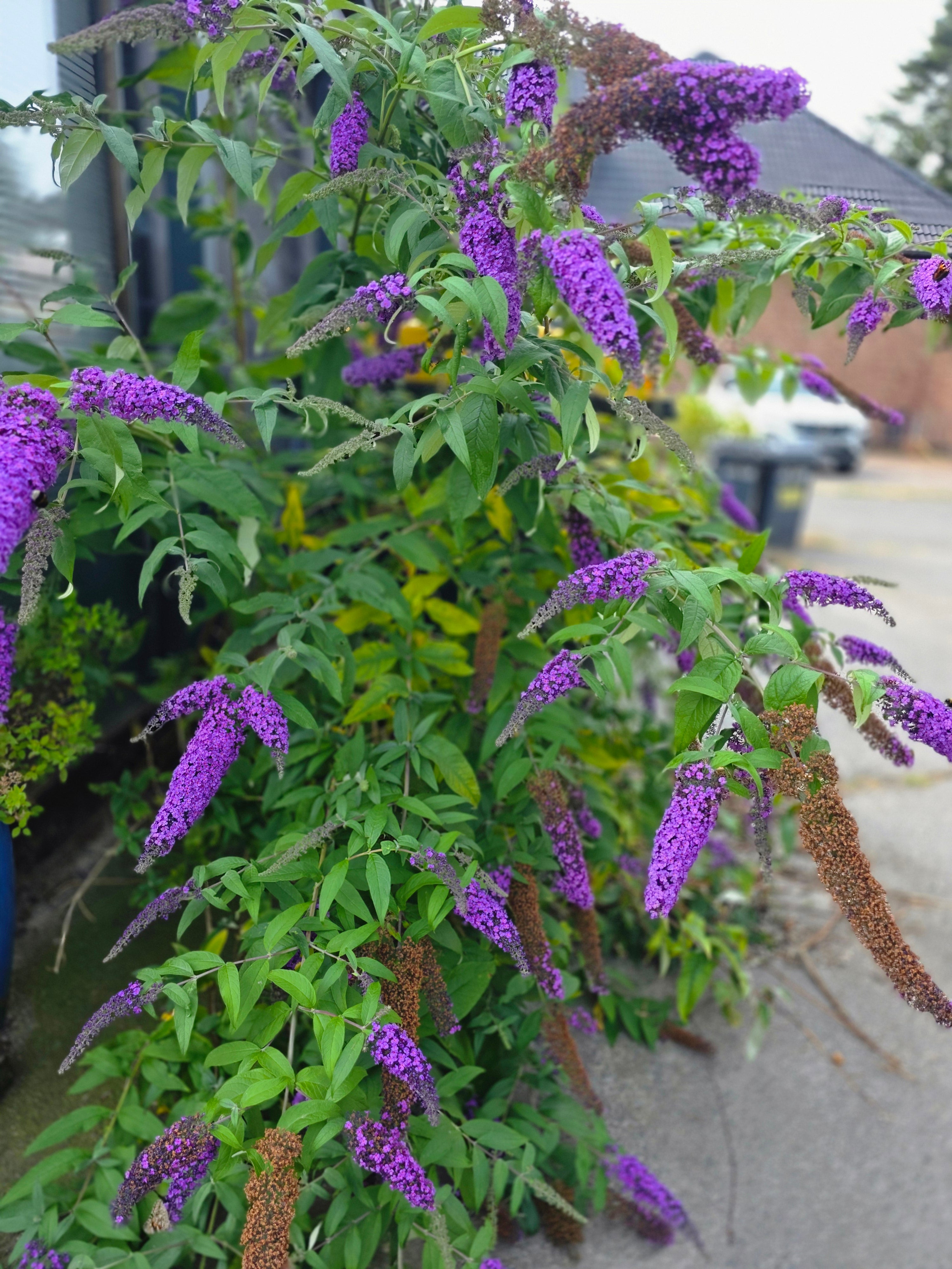 Sommerflieder 'Purple Prince' - Buddleja 'Purple Prince'
