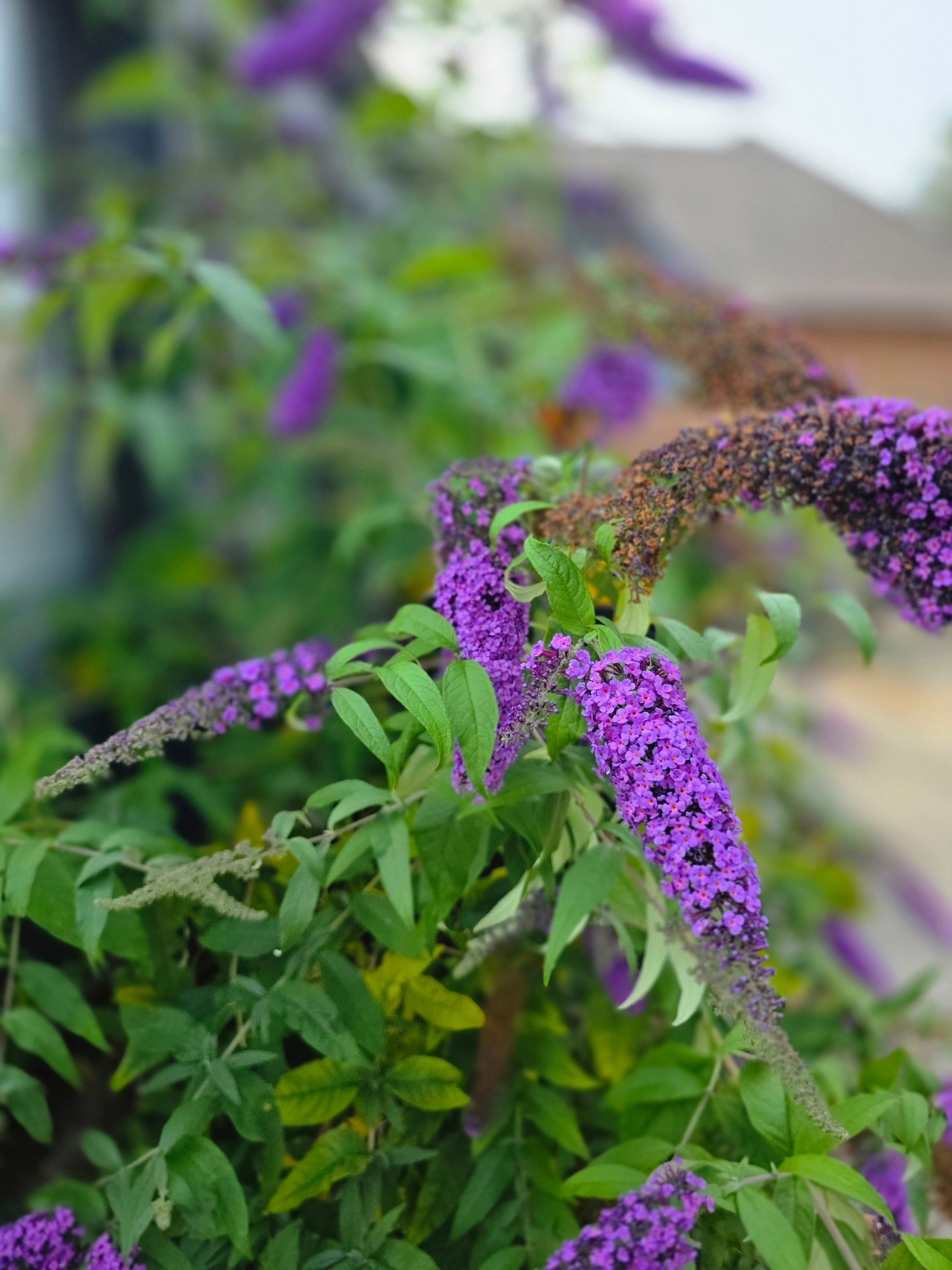 Sommerflieder 'Purple Prince' - Buddleja 'Purple Prince'