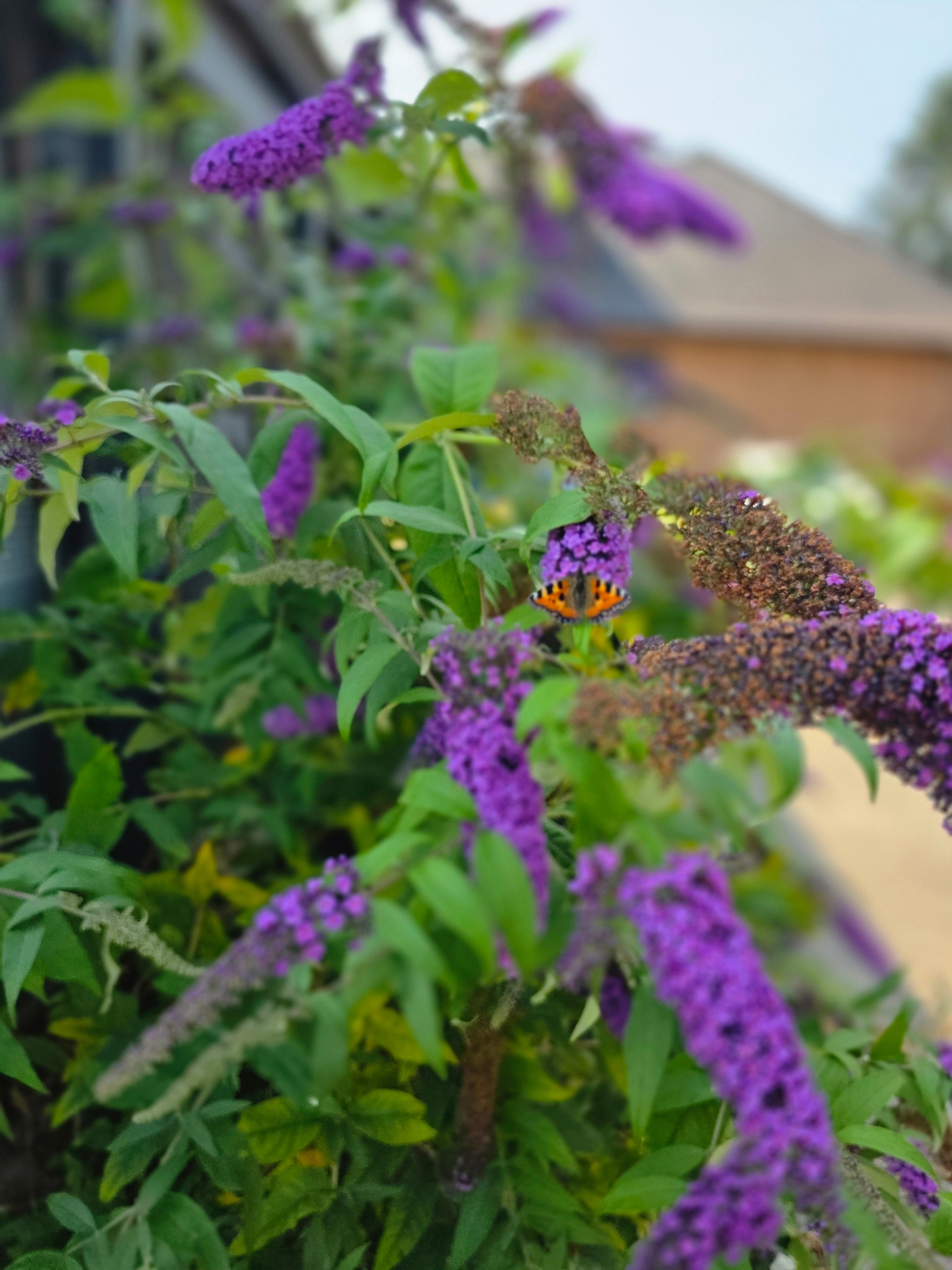 Sommerflieder 'Purple Prince' - Buddleja 'Purple Prince'