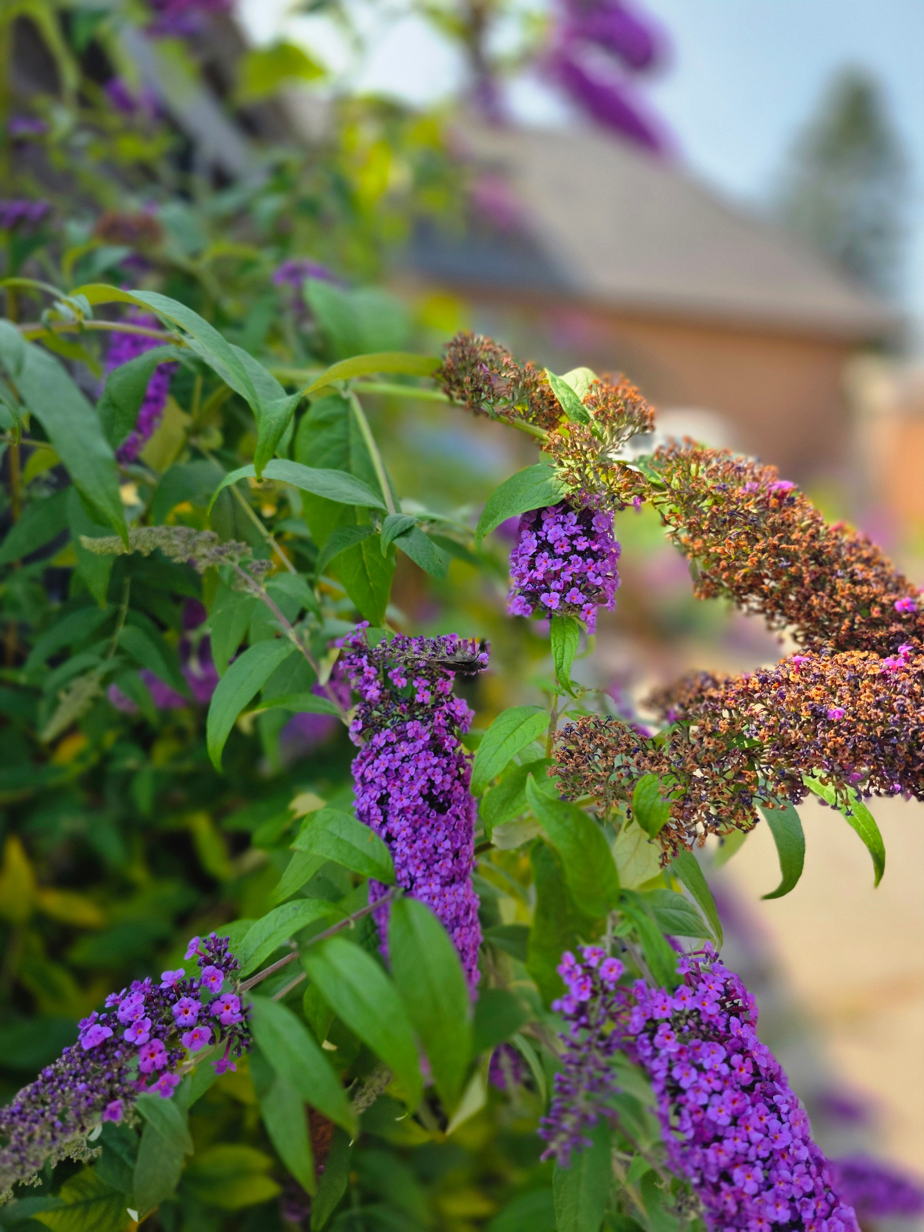 Sommerflieder 'Purple Prince' - Buddleja 'Purple Prince'