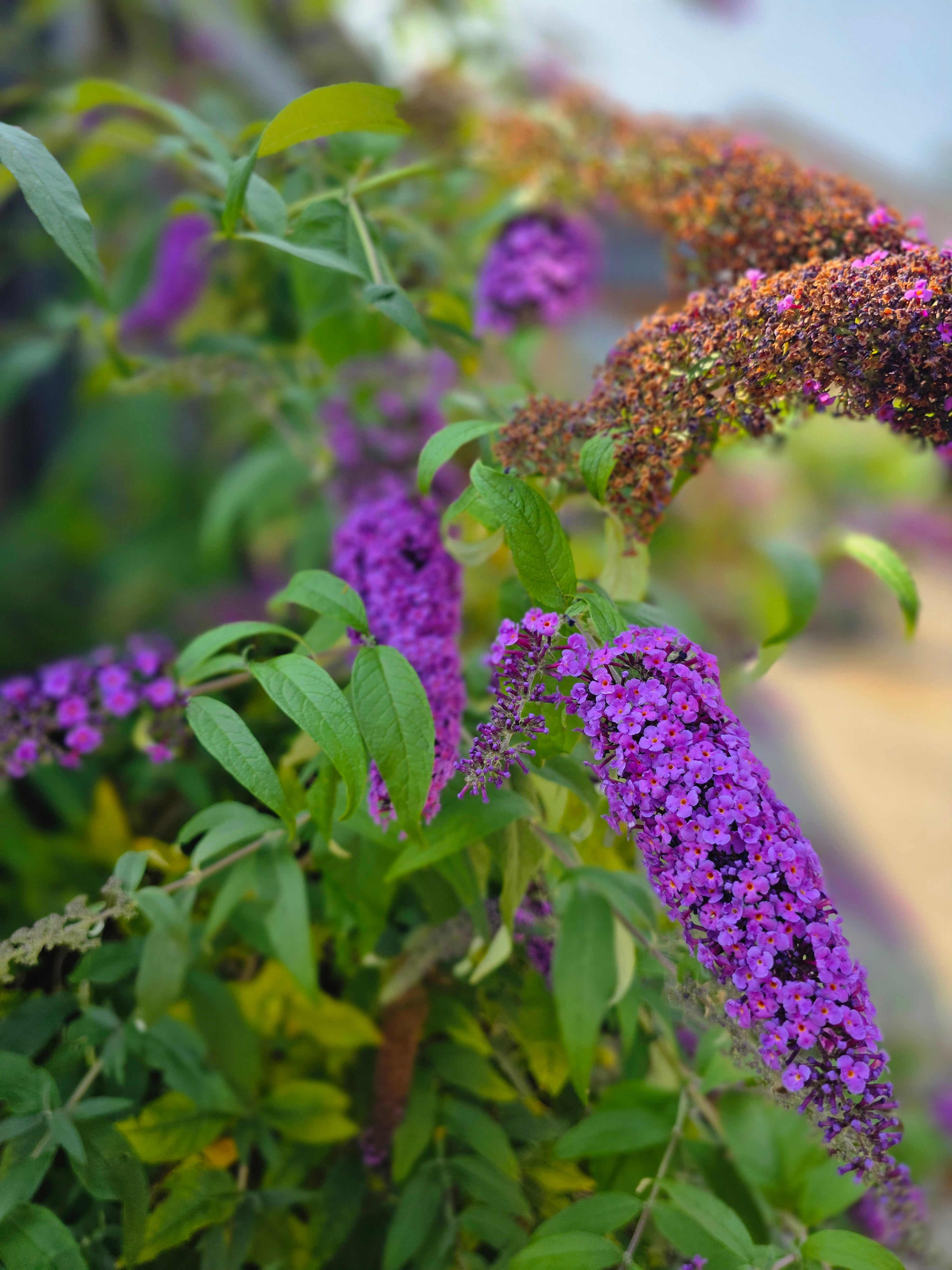 Sommerflieder 'Dart's Purple Rain' - Buddleja davidii 'Dart's Purple Rain'