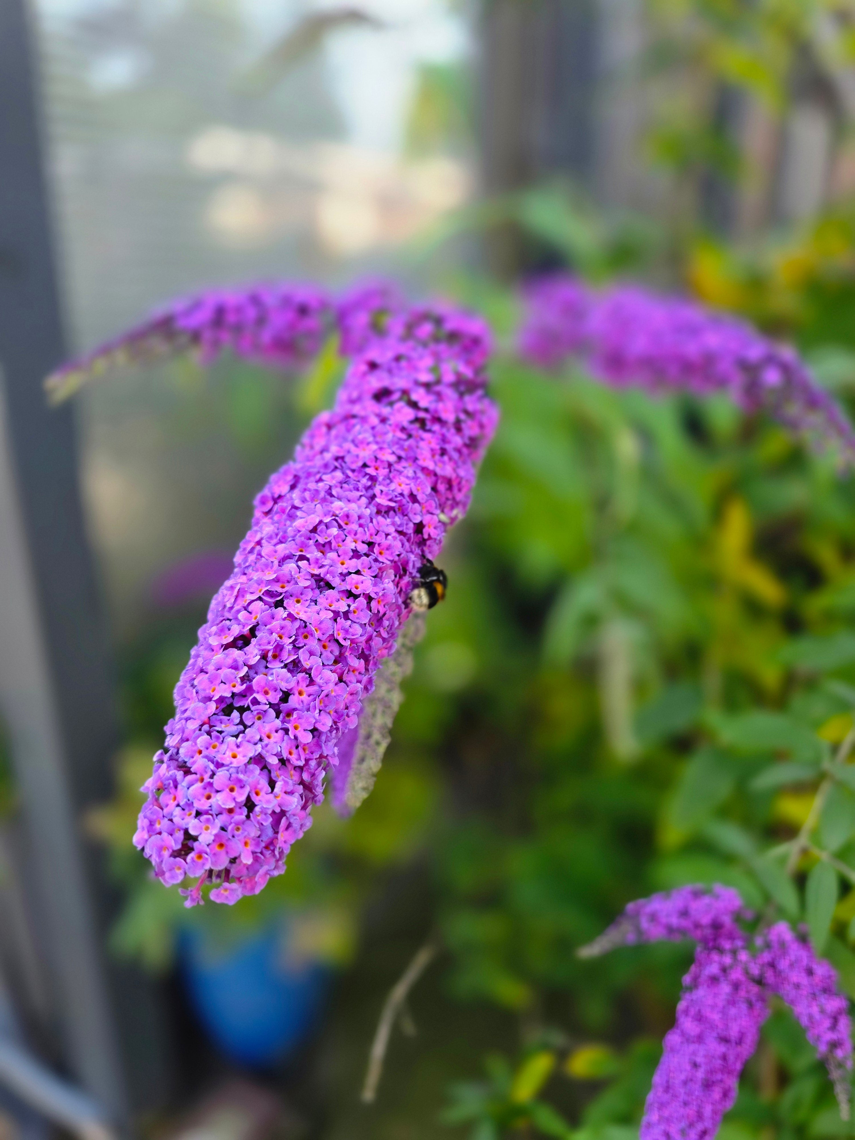 Sommerflieder 'Dart's Purple Rain' - Buddleja davidii 'Dart's Purple Rain'