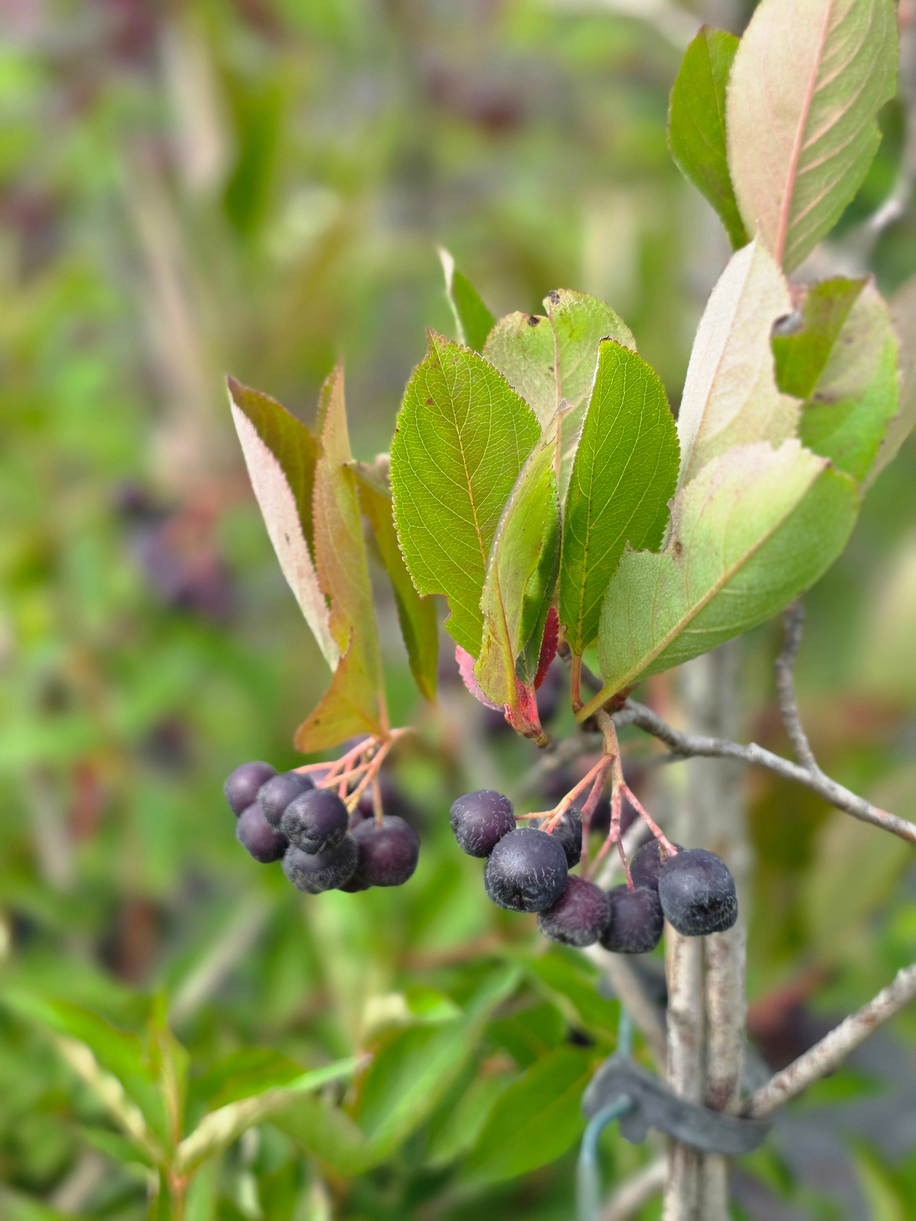 Apfelbeere 'Aron' - Aronia melanocarpa 'Aron'