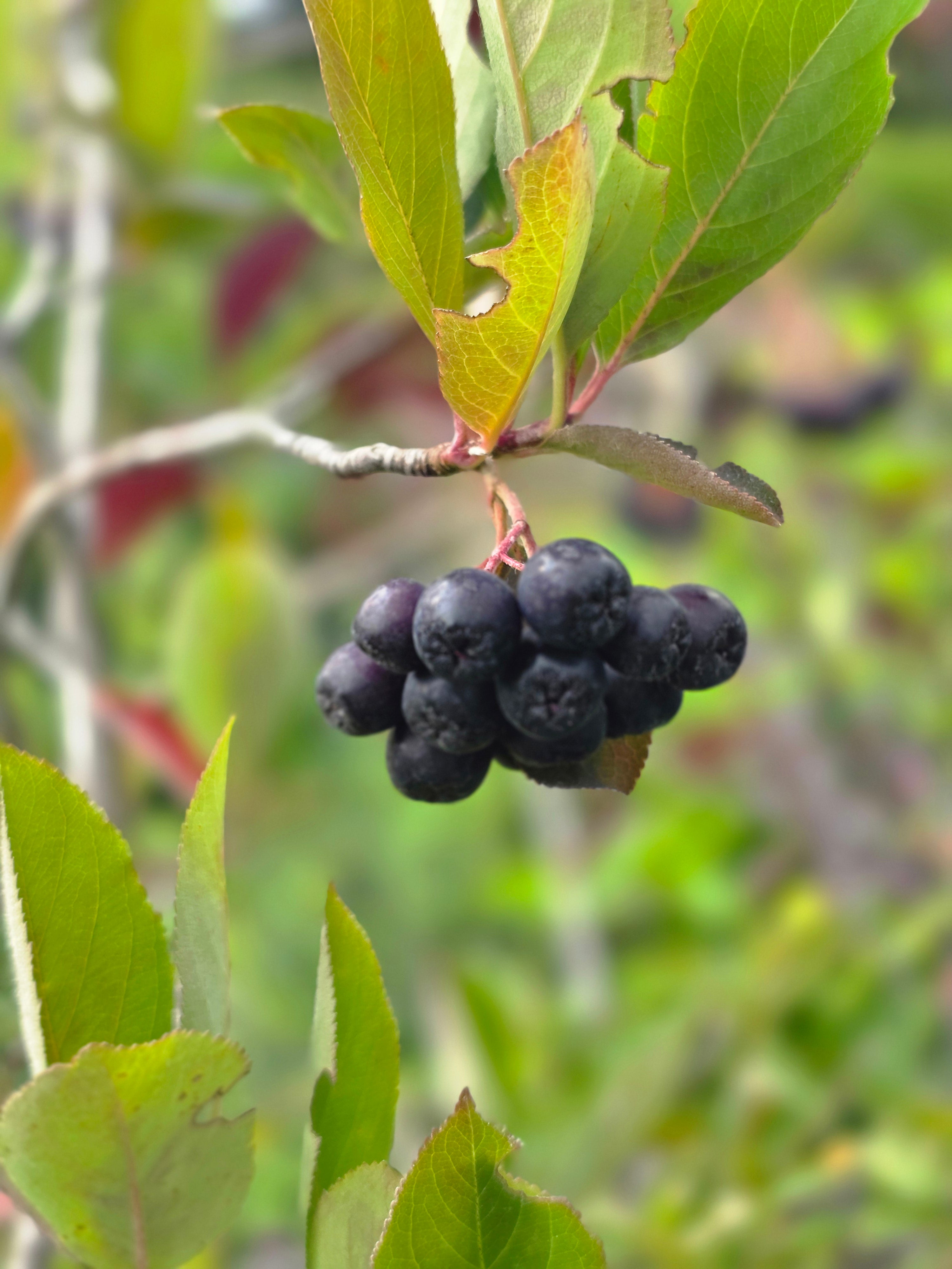 Apfelbeere 'Hugin' - Aronia melanocarpa 'Hugin'
