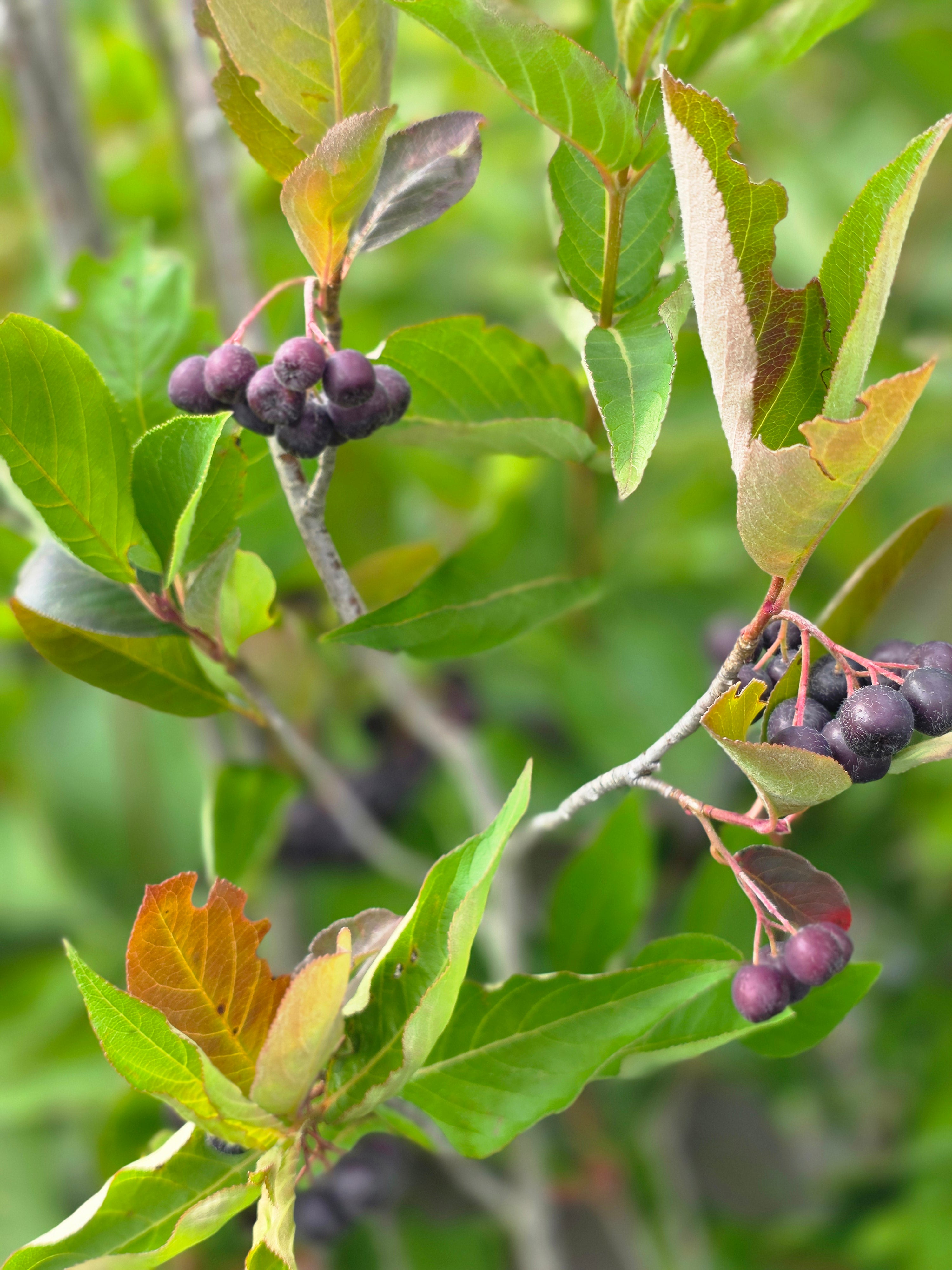 Apfelbeere 'Aron' - Aronia melanocarpa 'Aron'