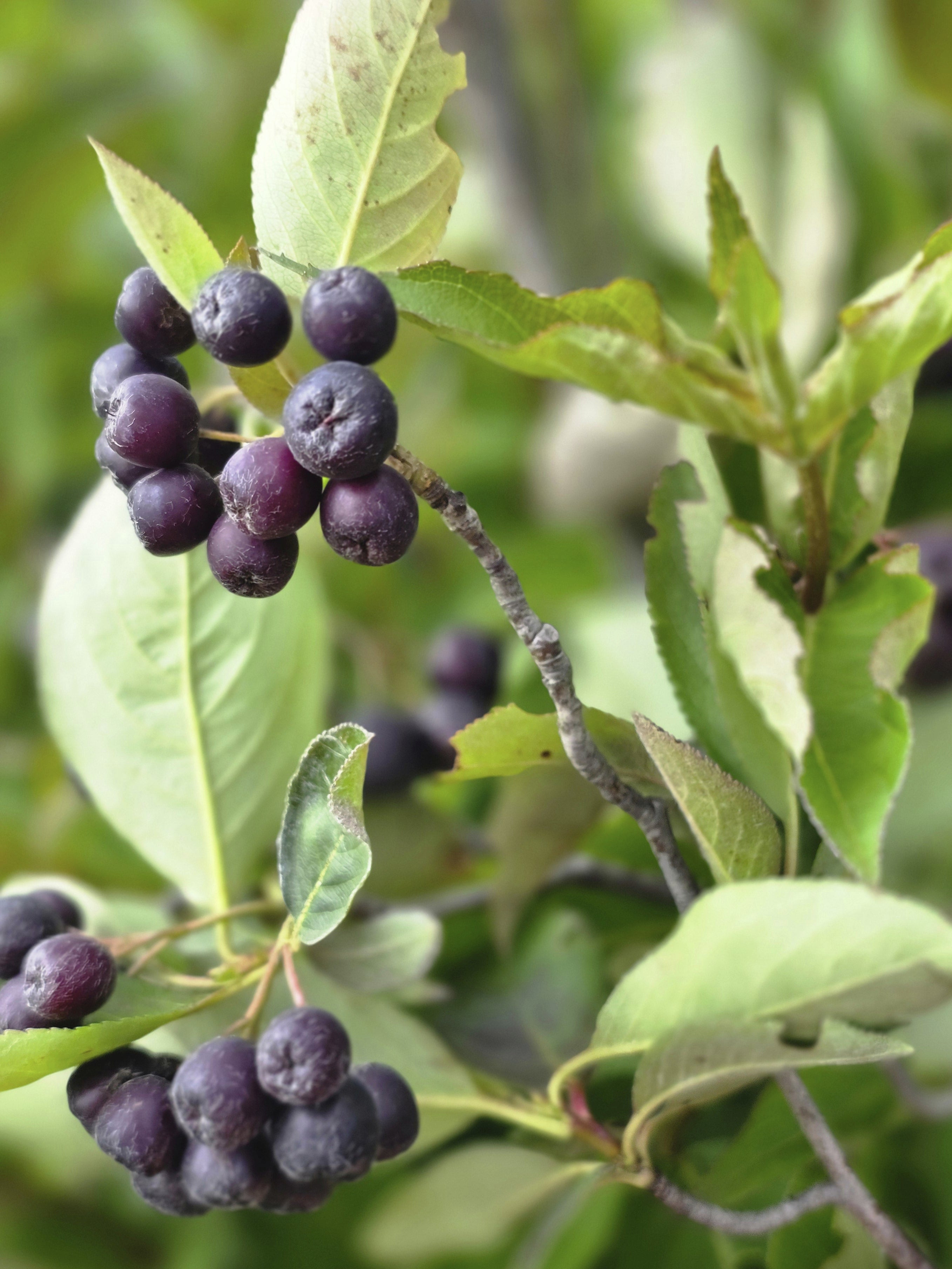 Apfelbeere 'Hugin' - Aronia melanocarpa 'Hugin'
