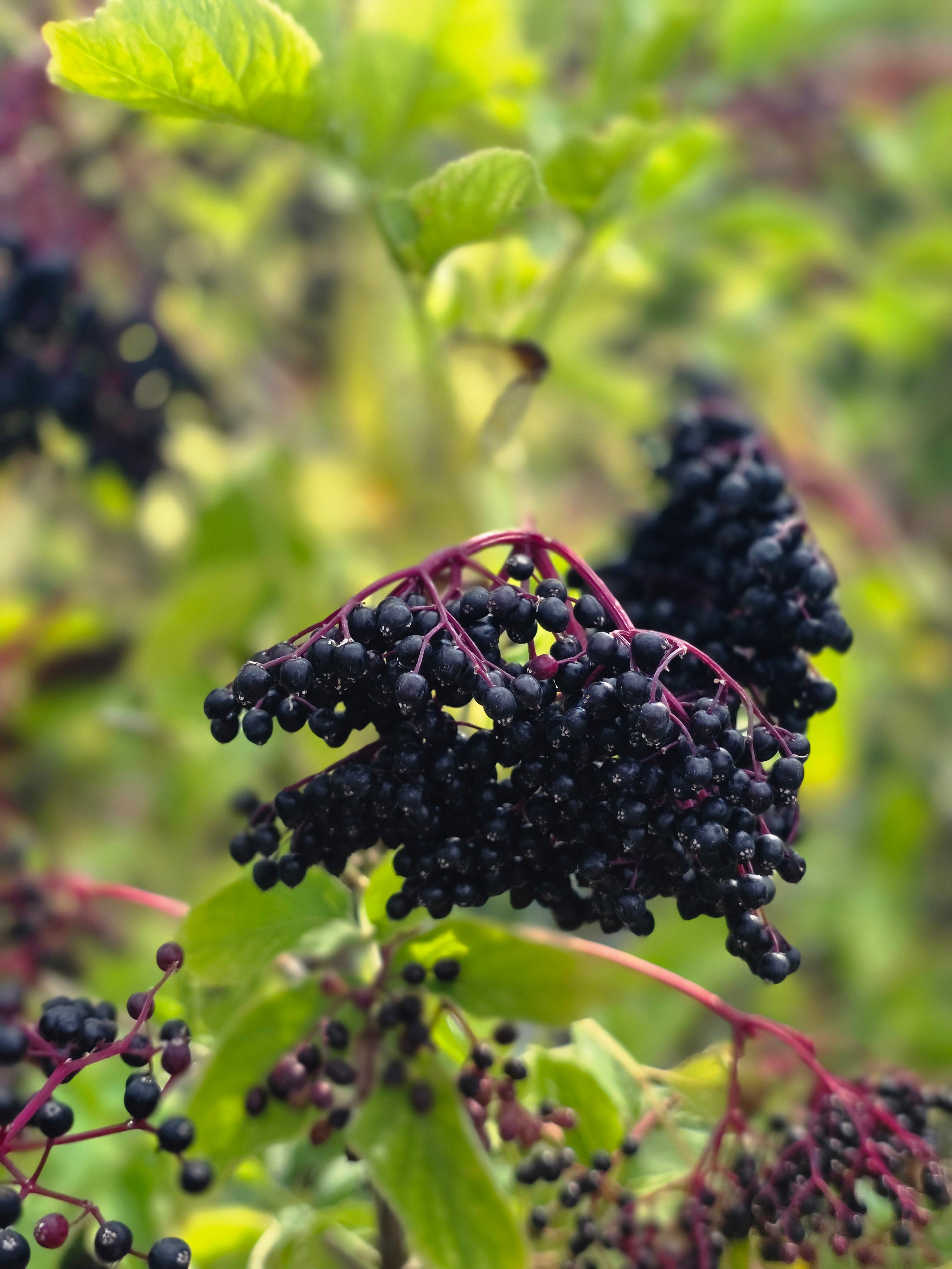 Schwarzer Holunder - Sambucus nigra