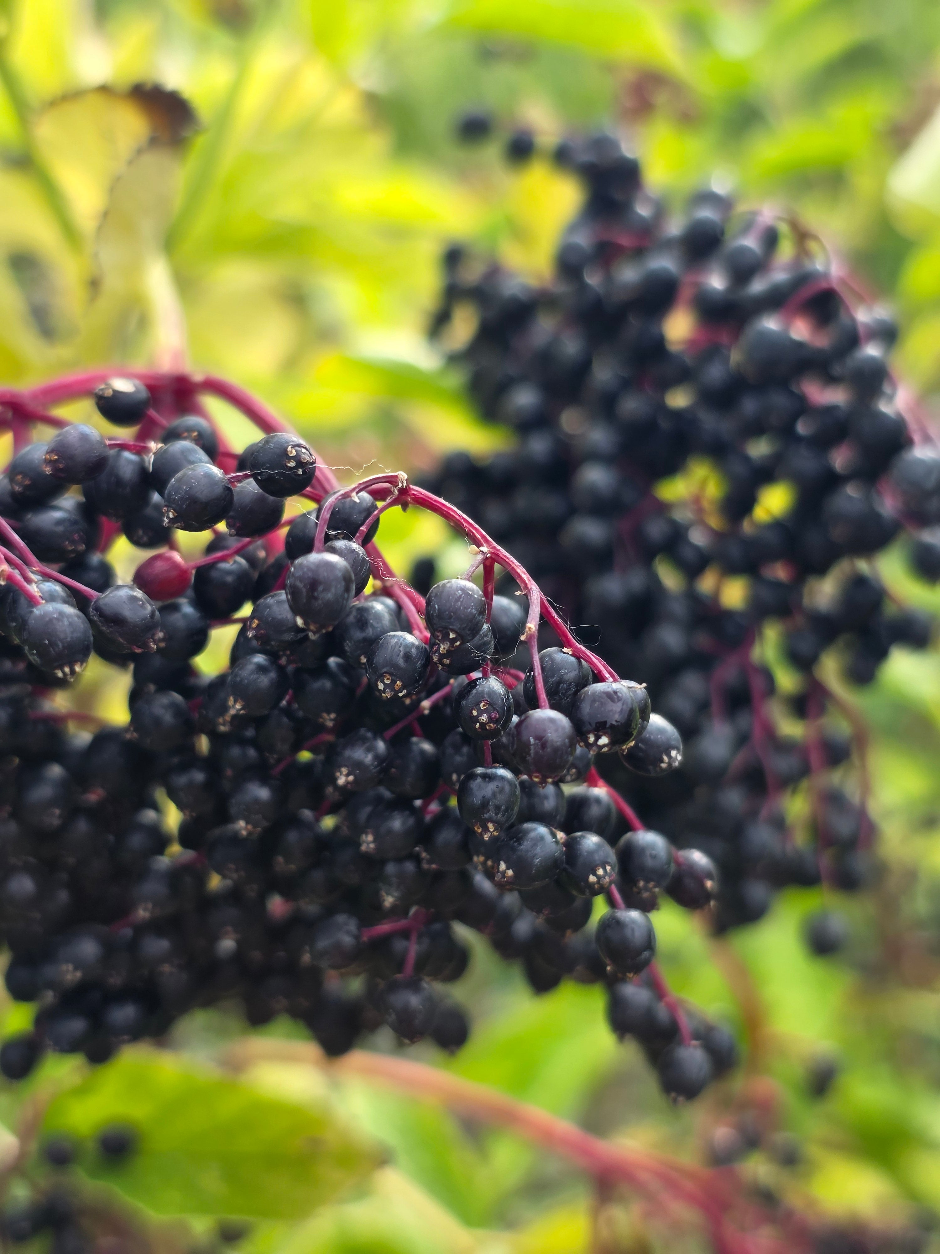 Schwarzer Holunder - Sambucus nigra