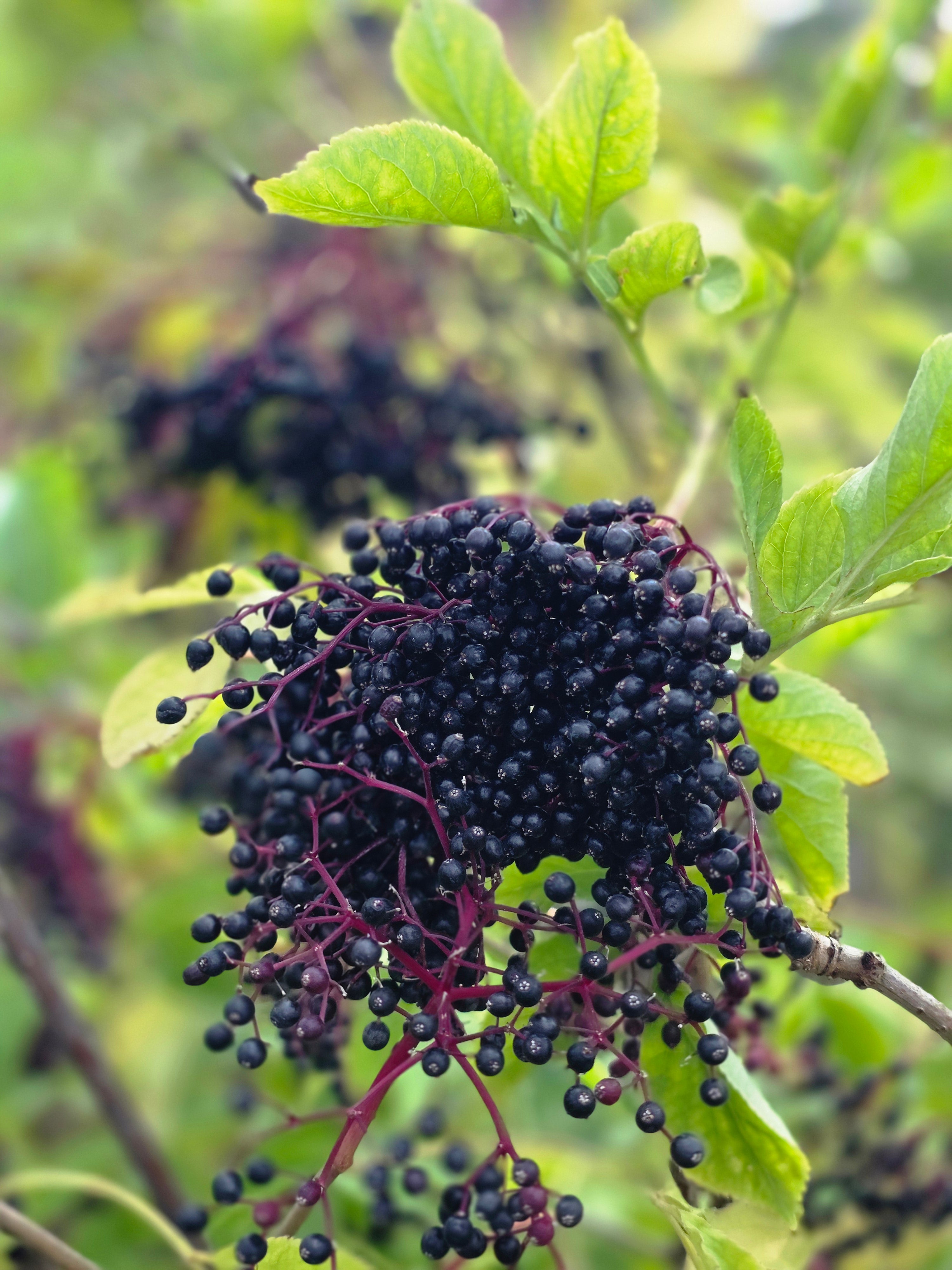 Schwarzer Holunder - Sambucus nigra