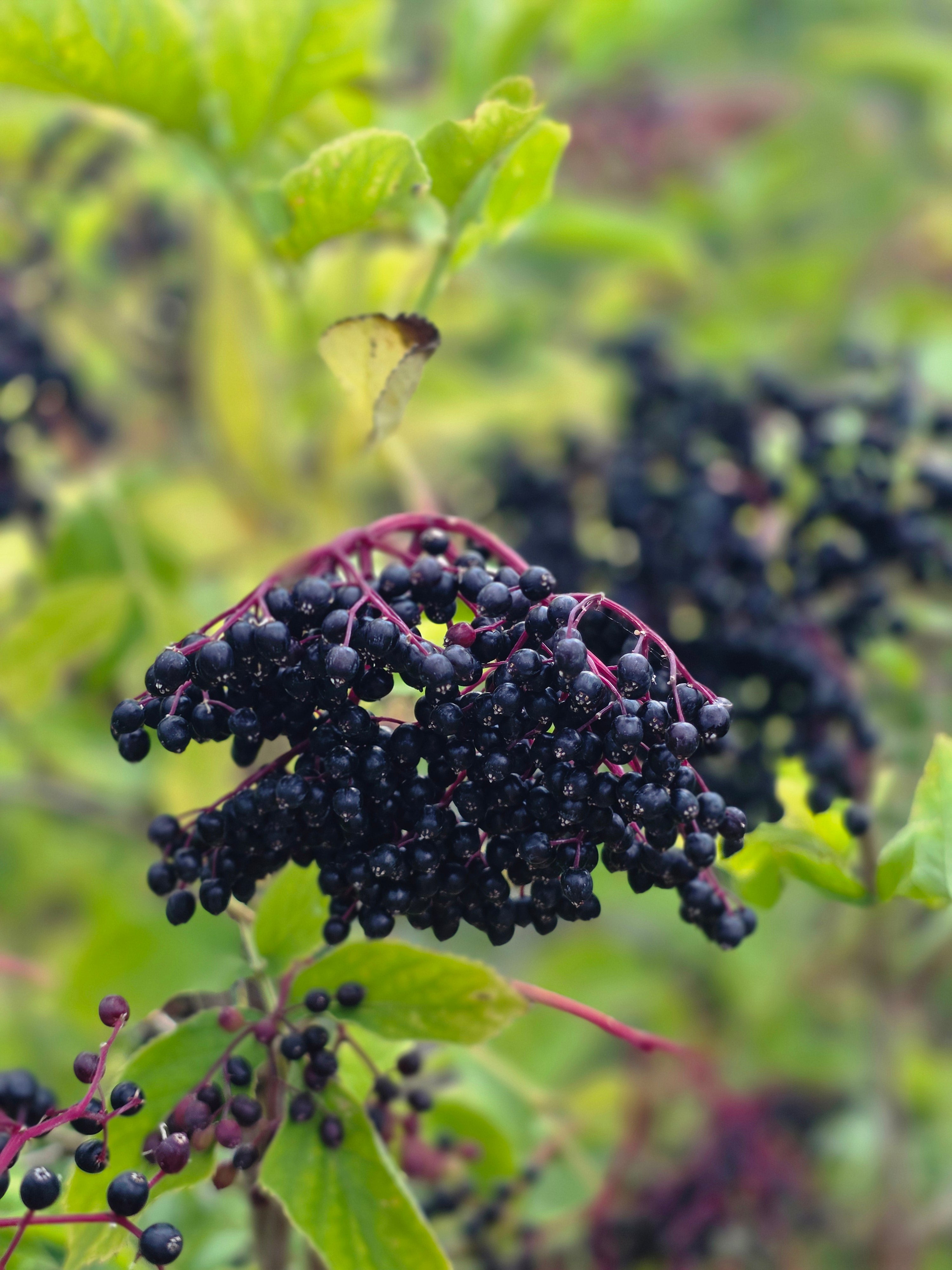 Schwarzer Holunder - Sambucus nigra