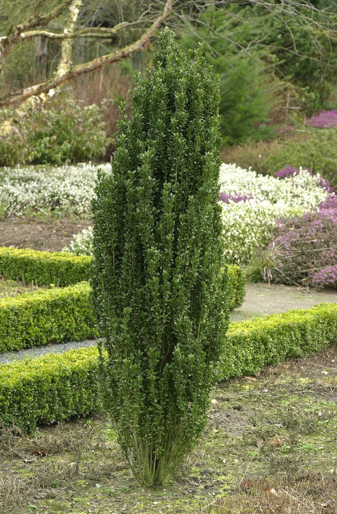 Säulen-Berg-Ilex - Ilex crenata 'Fastigiata'