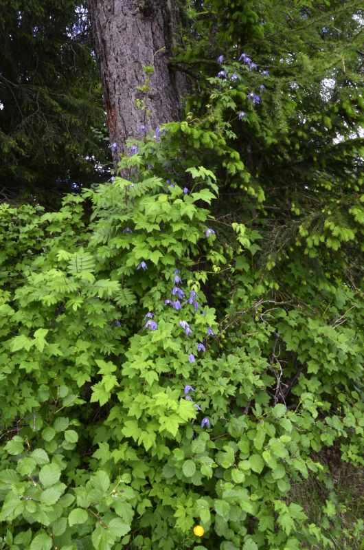 Alpen-Waldrebe - Clematis alpina