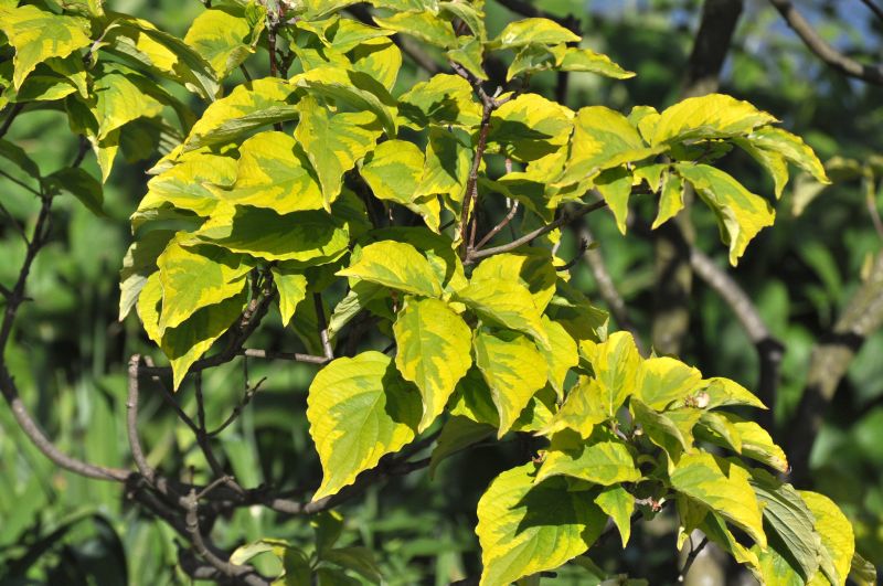 Amerikanischer Blumen-Hartriegel 'Rainbow' - Cornus florida 'Rainbow'