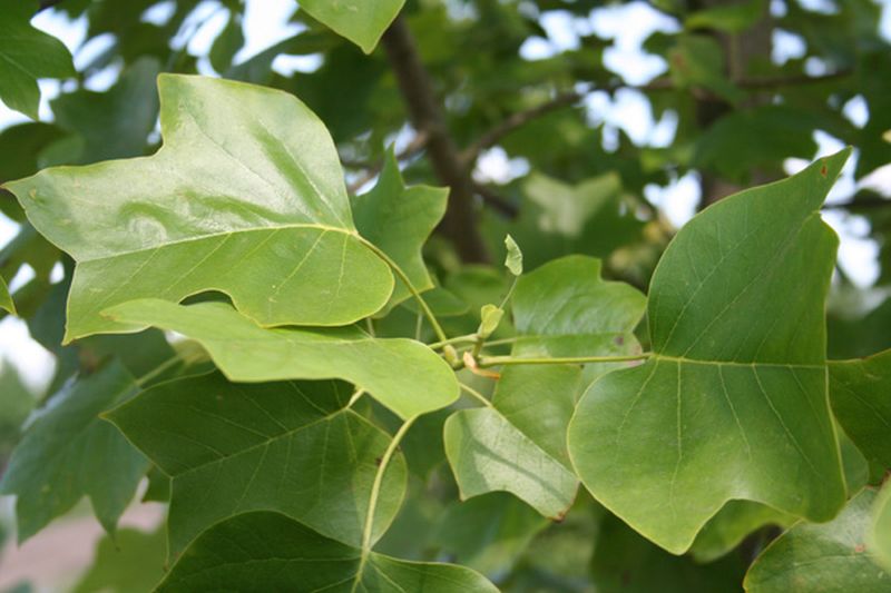 Amerikanischer Tulpenbaum - Liriodendron tulipifera