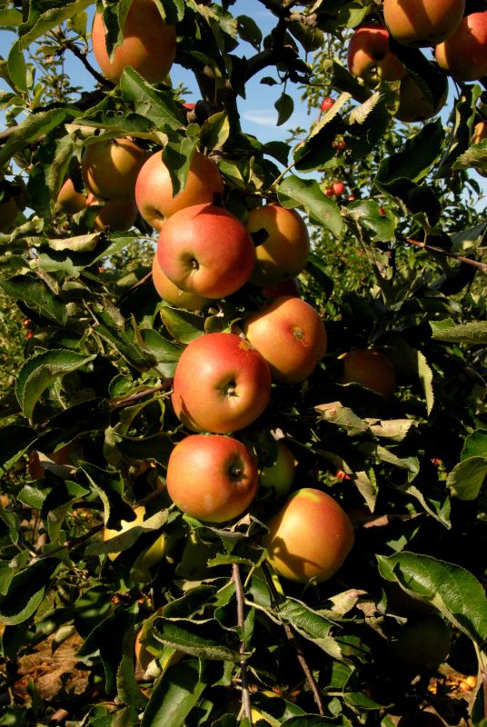 Apfel 'Jonica' ® mittel - Malus 'Jonica' ® CAC