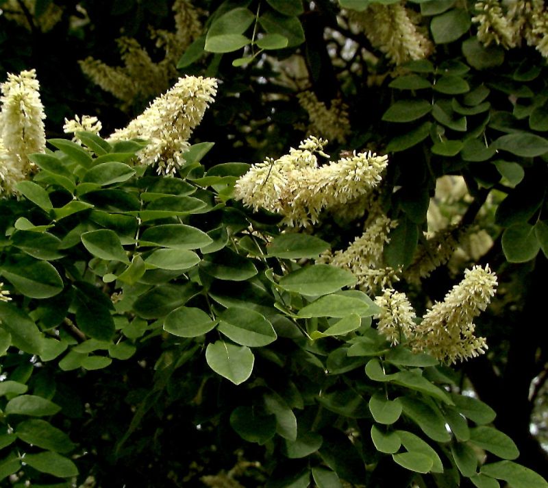 Asiatisches Gelbholz - Maackia amurensis