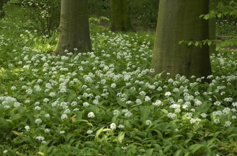 Bär-Lauch - Allium ursinum