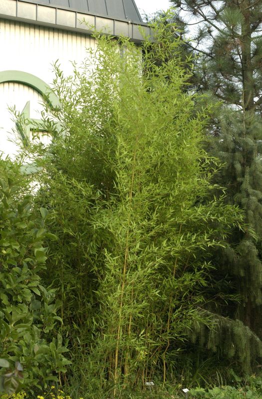 Bambus aureosulcata spectabilis - Phyllostachys aureosulcata spectabilis
