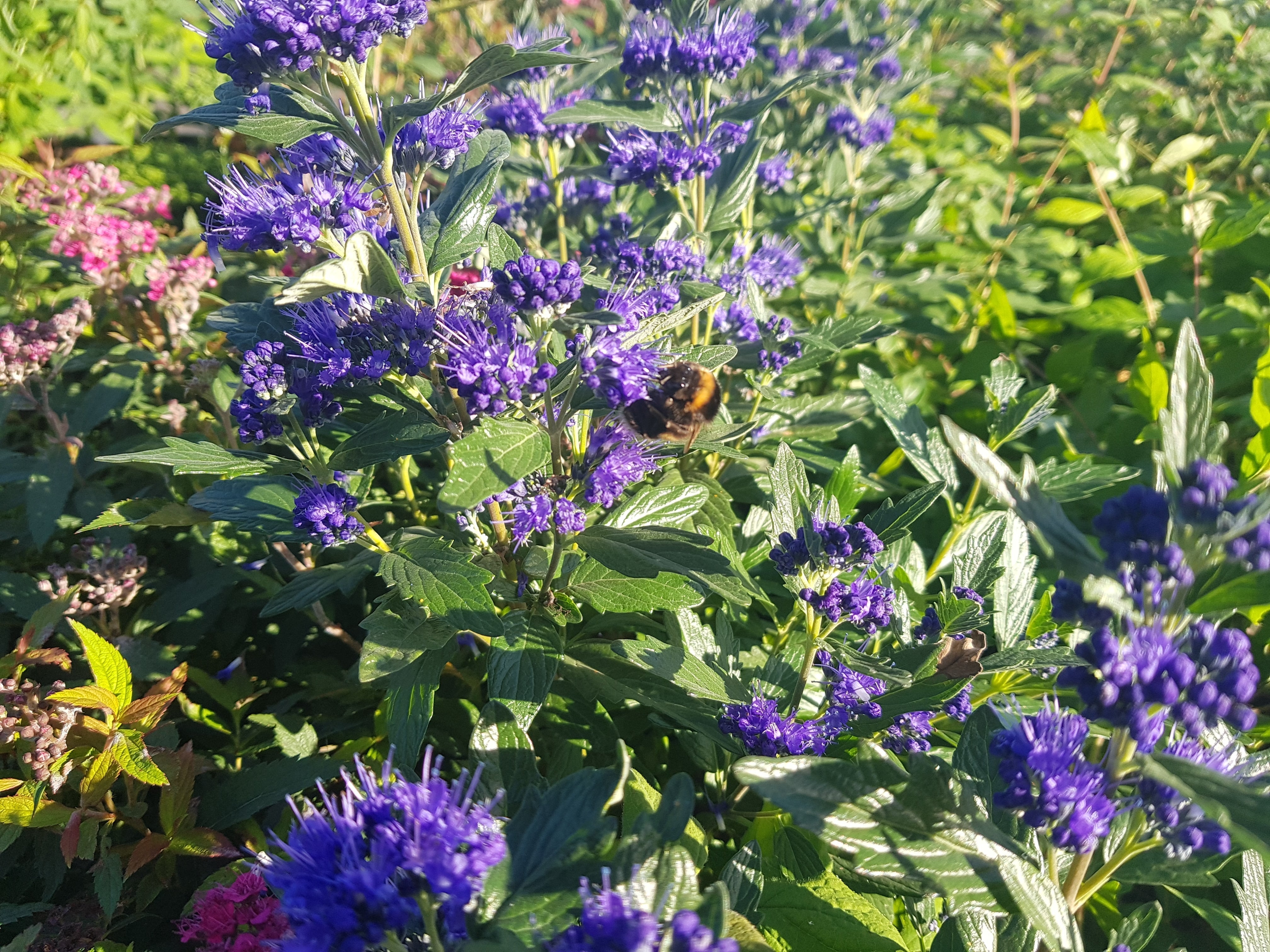 Bartblume 'Grand Bleu' ® - Caryopteris clandonensis 'Grand Bleu' ®