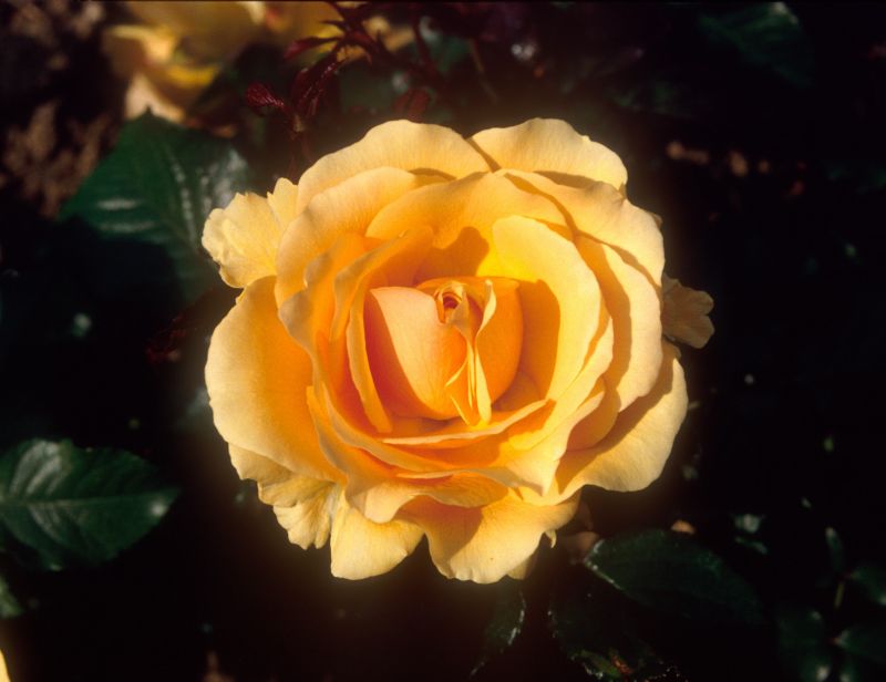 Beetrose 'Amber Queen' ® - Rosa 'Amber Queen' ® BT