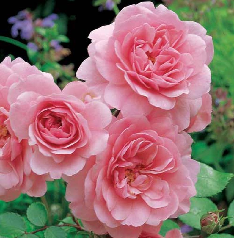 Beetrose 'Bonica 82' ® - Rosa 'Bonica 82' ® BT