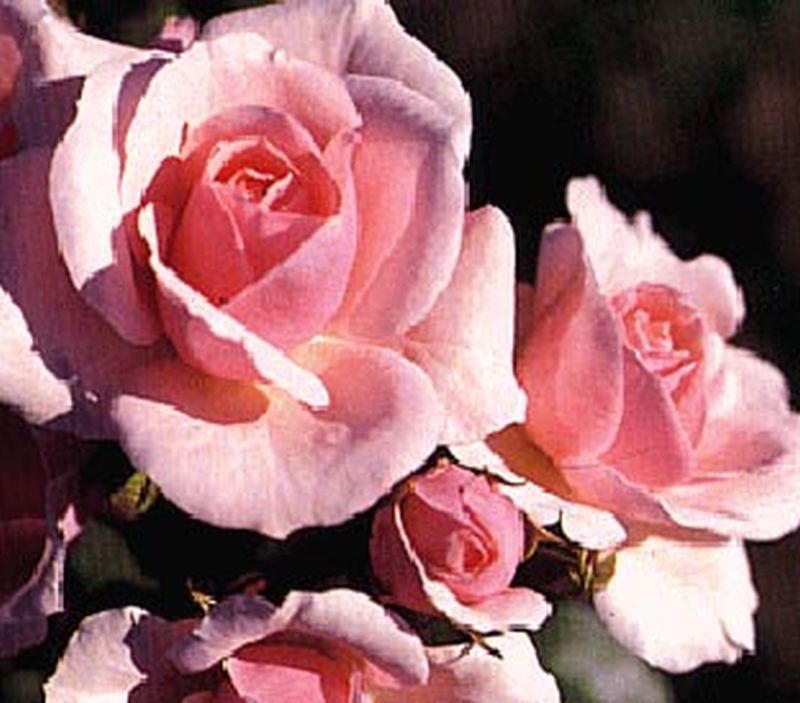 Beetrose 'Diadem' ® - Rosa 'Diadem' ® BT