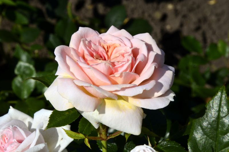Beetrose 'Garden of Roses' ® ADR-Rose - Rosa 'Garden of Roses' ® BT