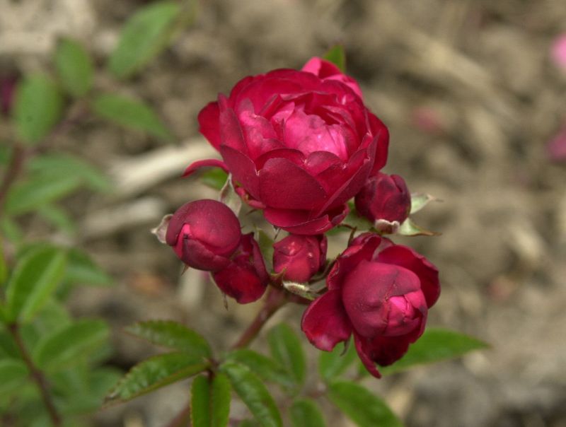 Beetrose 'Muttertag' - Rosa 'Muttertag' BT