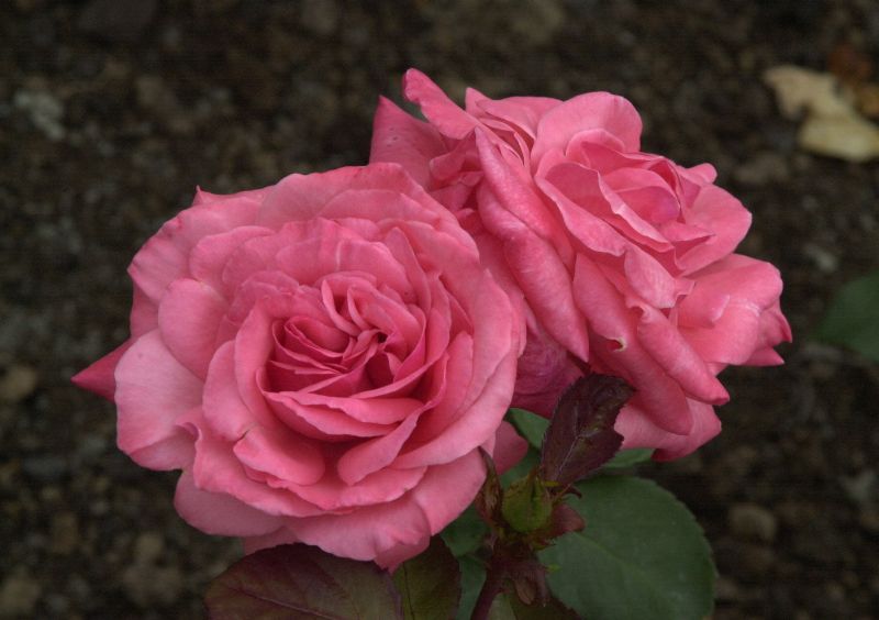 Beetrose 'Rosenfee' ® - Rosa 'Rosenfee' ® BT