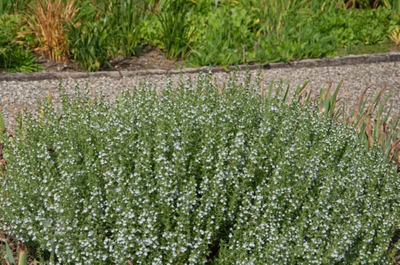 Berg-Bohnenkraut - Satureja montana ssp.montana