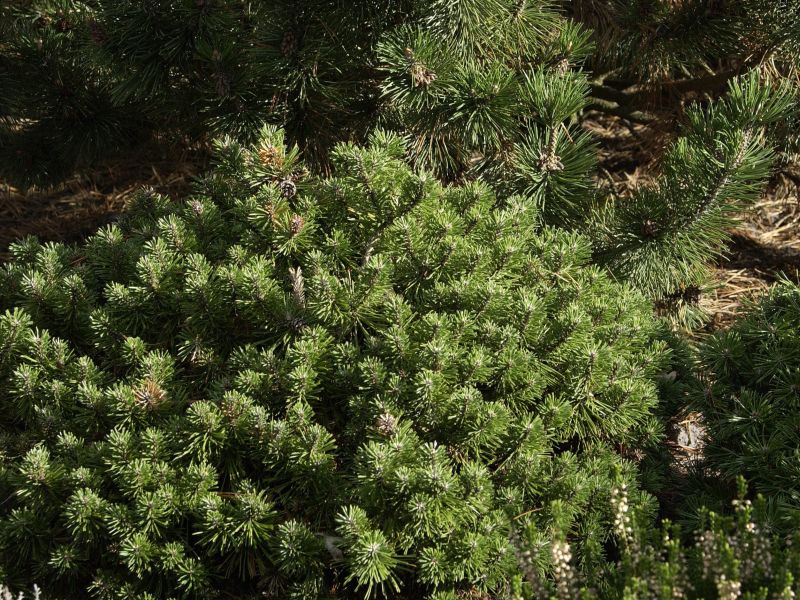 Berg-Kiefer 'Benjamin' - Pinus mugo 'Benjamin'