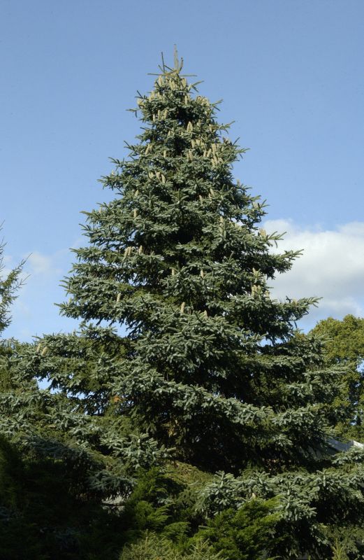 Blaue Spanische Tanne - Abies pinsapo 'Kelleriis'