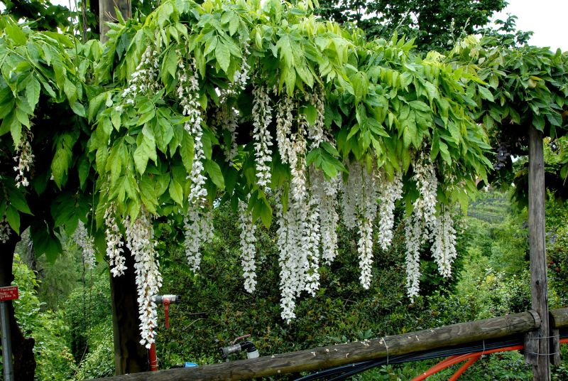 Blauregen 'Shiro-noda' - Wisteria floribunda 'Shiro-noda'