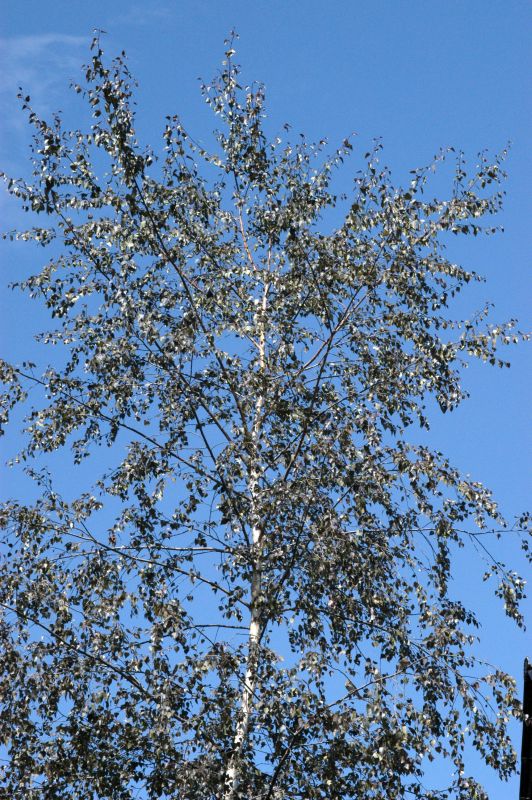 Blutbirke, Purpurbirke - Betula pendula 'Purpurea'