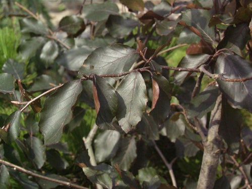 Blutbuche 'Swat Magret' - Fagus sylvatica 'Swat Magret'